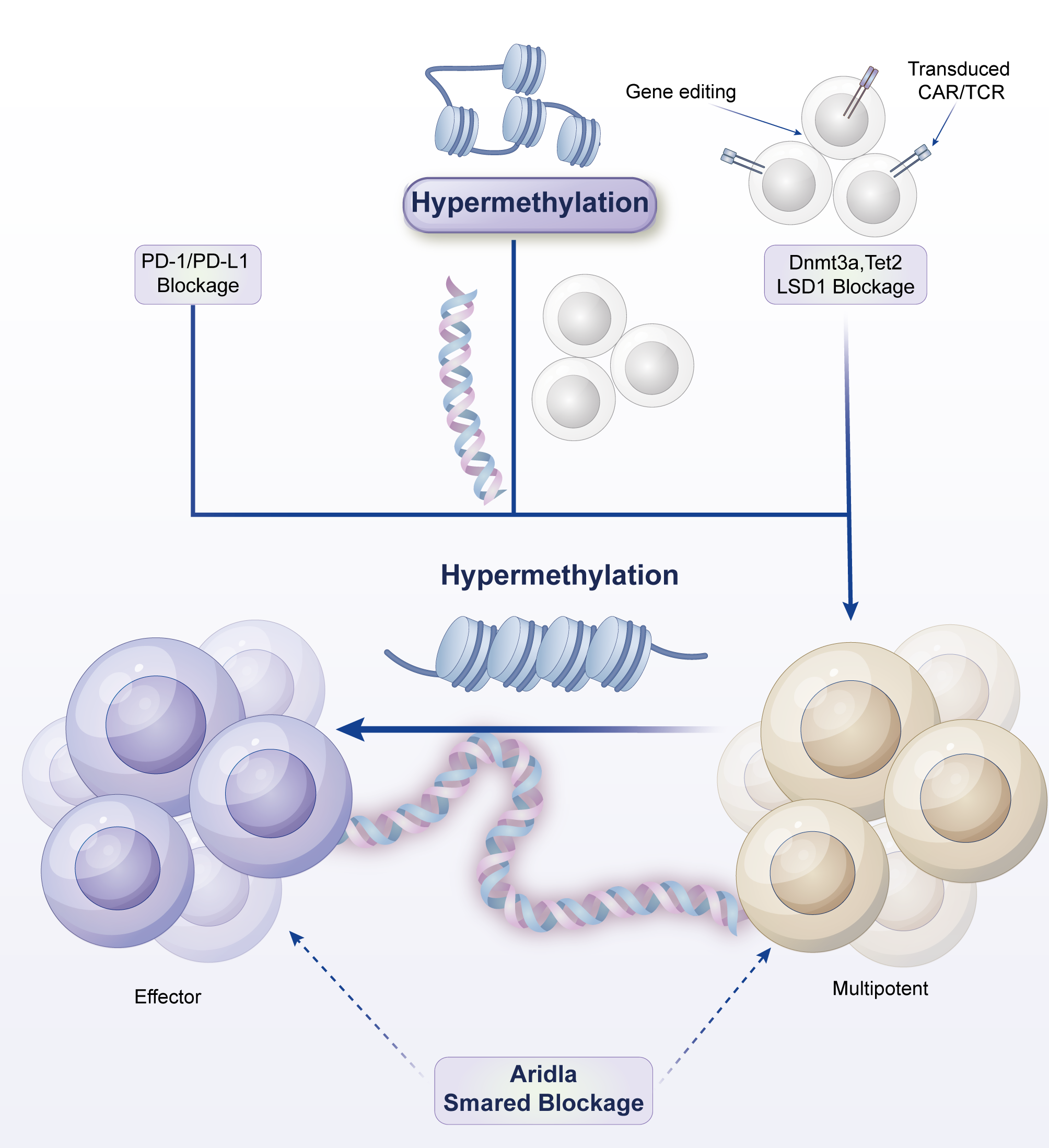 Illustration depicting the process of hypermethylation and its impact on cell function. At the top, gene editing influences cells that are transduced with CAR/TCR and blocked by Dnmt3a, Tet2, and LSD1. Hypermethylation occurs, affecting DNA, shown as a coiled structure. PD-1/PD-L1 blockage is indicated. Hypermethylation leads to the differentiation of cells into effector and multipotent forms. An Arid1a and Smarc blockade is also represented, influencing the transition between these cell types.