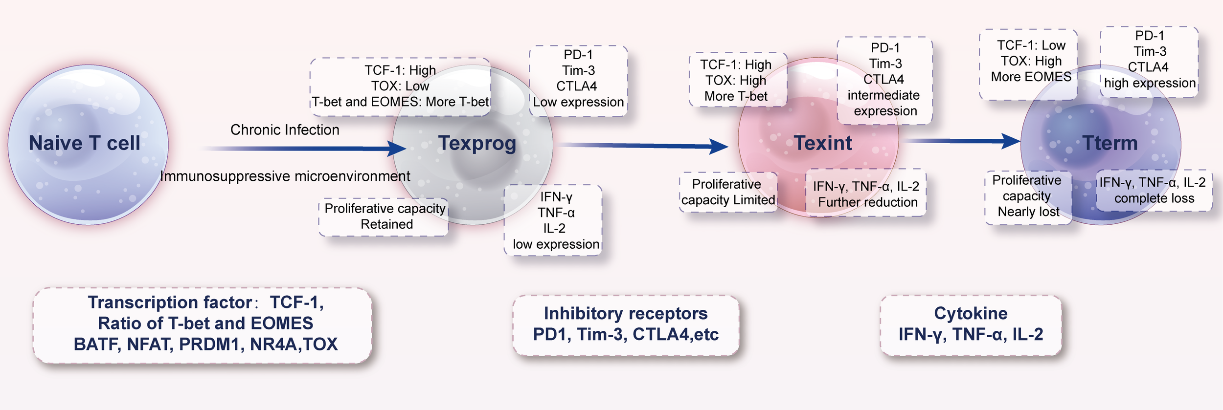 Diagram illustrating the differentiation of naive T cells through Texprog, Texint, and Tterm stages, associated with chronic infection. Texprog retains proliferative capacity, with low receptor and cytokine expression. Texint shows limited proliferation with intermediate expressions, while Tterm demonstrates nearly lost proliferation and complete cytokine loss. Various transcription factors, inhibitory receptors, and cytokines are annotated, such as TCF-1, EOMES, PD-1, and IFN-gamma, detailing their expression levels at each stage under an immunosuppressive microenvironment.