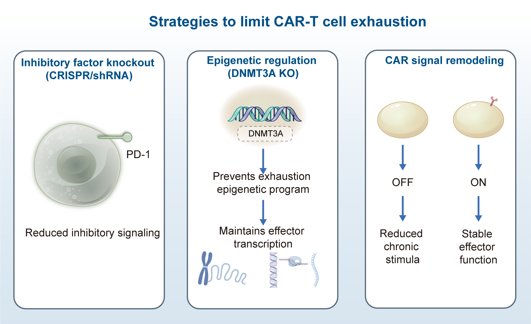 Strategies to limit CAR-T cell exhaustion include three approaches: Inhibitory factor knockout using CRISPR/shRNA reduces inhibitory signaling via PD-1. Epigenetic regulation using DNMT3A knockout prevents exhaustion in the epigenetic program, maintaining effector transcription. CAR signal remodeling switches CAR signaling from an “off” to “on” state, reducing chronic stimuli and stabilizing effector function.
