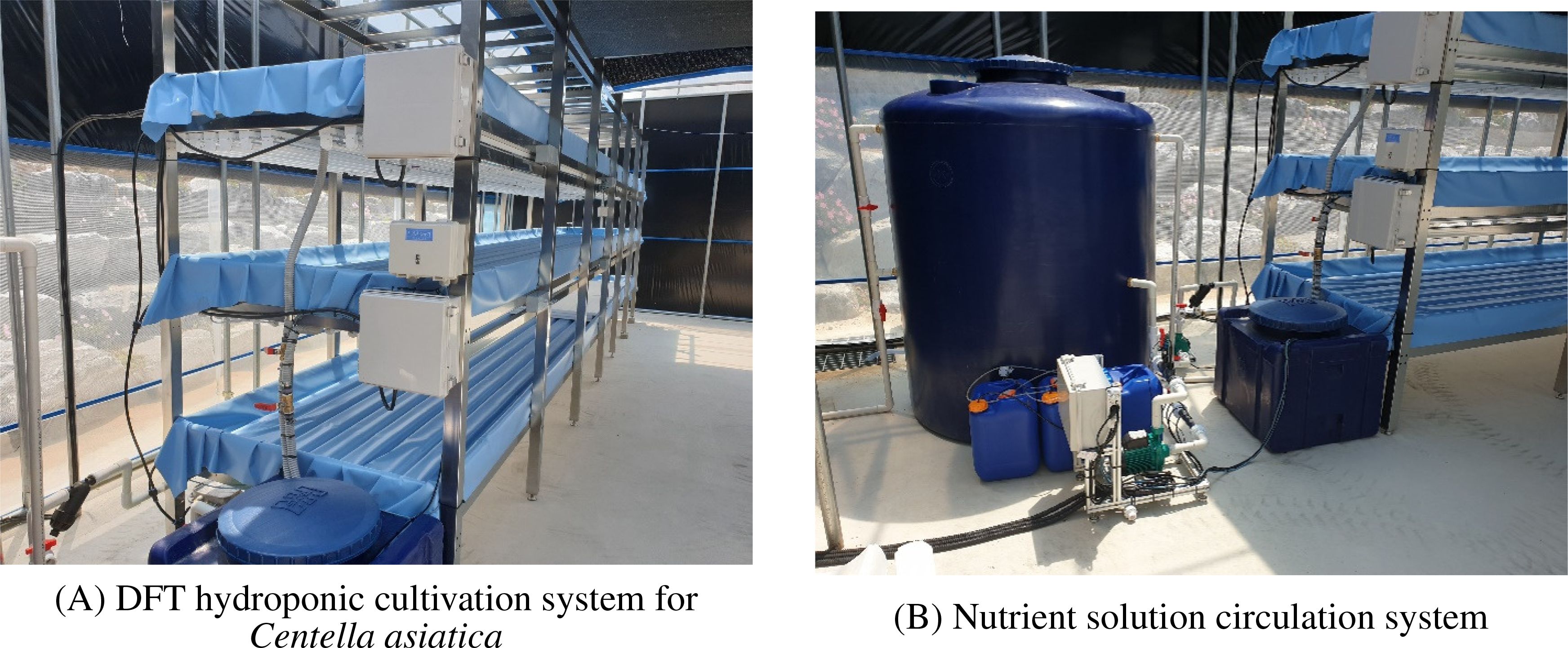 (A) Deep Flow Technique hydroponic cultivation system for Centella asiatica featuring multi-level blue troughs and infrastructure for plant growth. (B) Nutrient solution circulation system with large blue tanks, pumps, and piping for distributing nutrients.