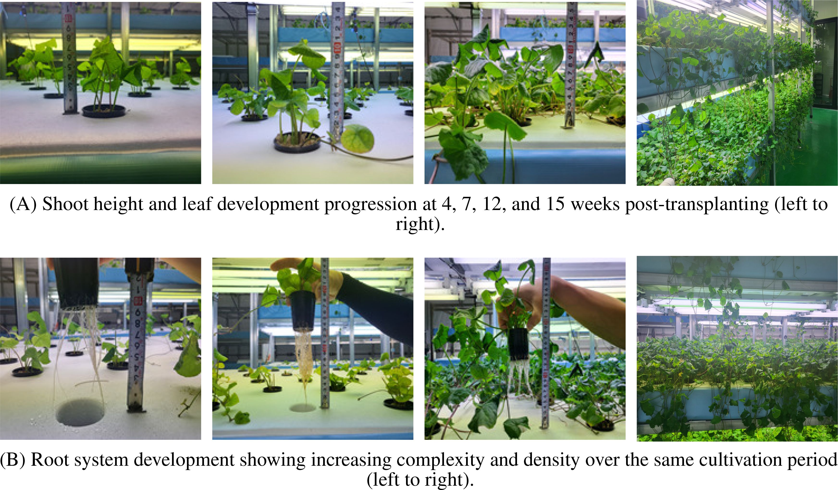 (A) Sequential growth stages of plant shoots and leaves at 4, 7, 12, and 15 weeks post-transplant, showing increased height and leaf size. (B) Root system development over the same period, illustrating increasing complexity and density. Each stage is documented with measurements for clear progression.