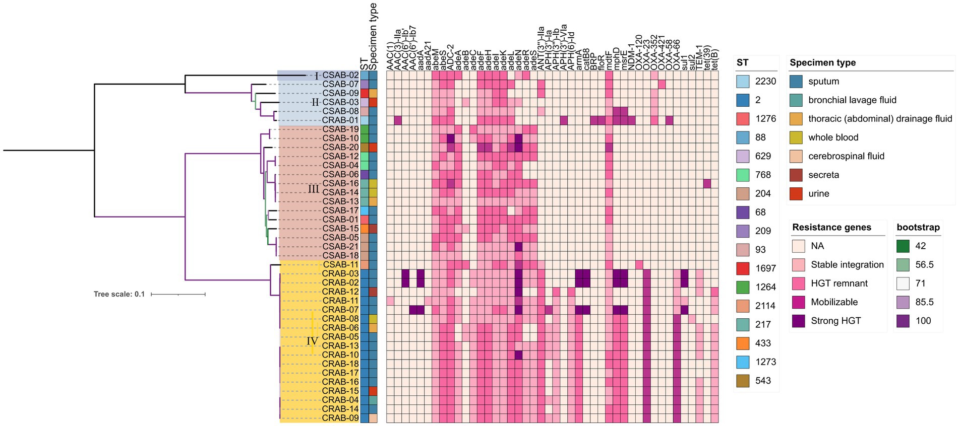 A heatmap and dendrogram displaying relationships between specimens and resistance genes. Specimens are organized by specimen type and color-coded. The heatmap illustrates the presence and integration of resistance genes with varying shades of pink and purple indicating gene presence and horizontal gene transfer (HGT) strength. A tree scale is included for distance measurement, and legends provide specimen types, resistance gene categories, and bootstrap values.