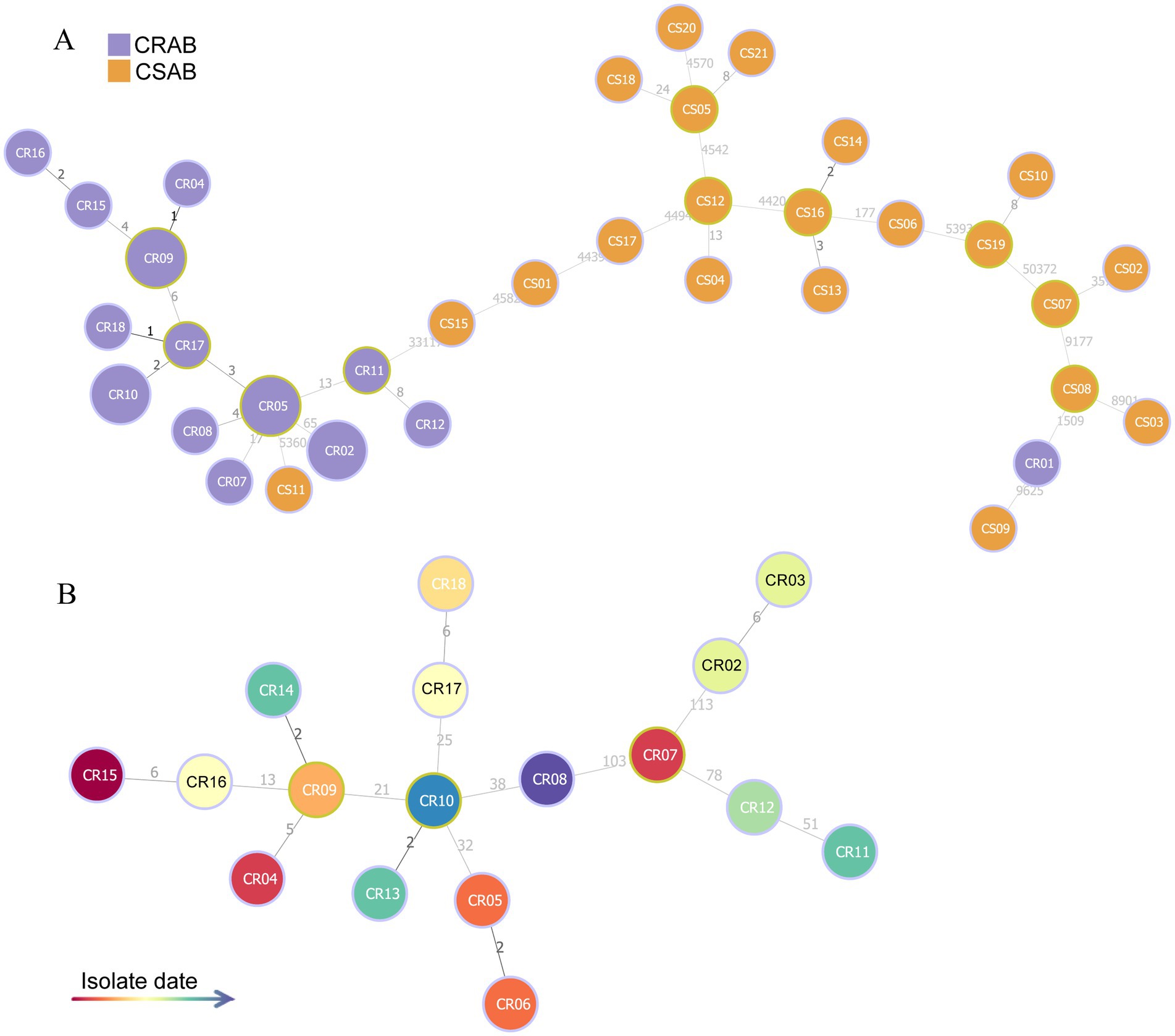 Network map displaying two clusters: CRAB (purple) and CSAB (orange). Nodes are connected by numbered pathways, indicating isolate dates. The map illustrates relationships and cluster distributions over time.