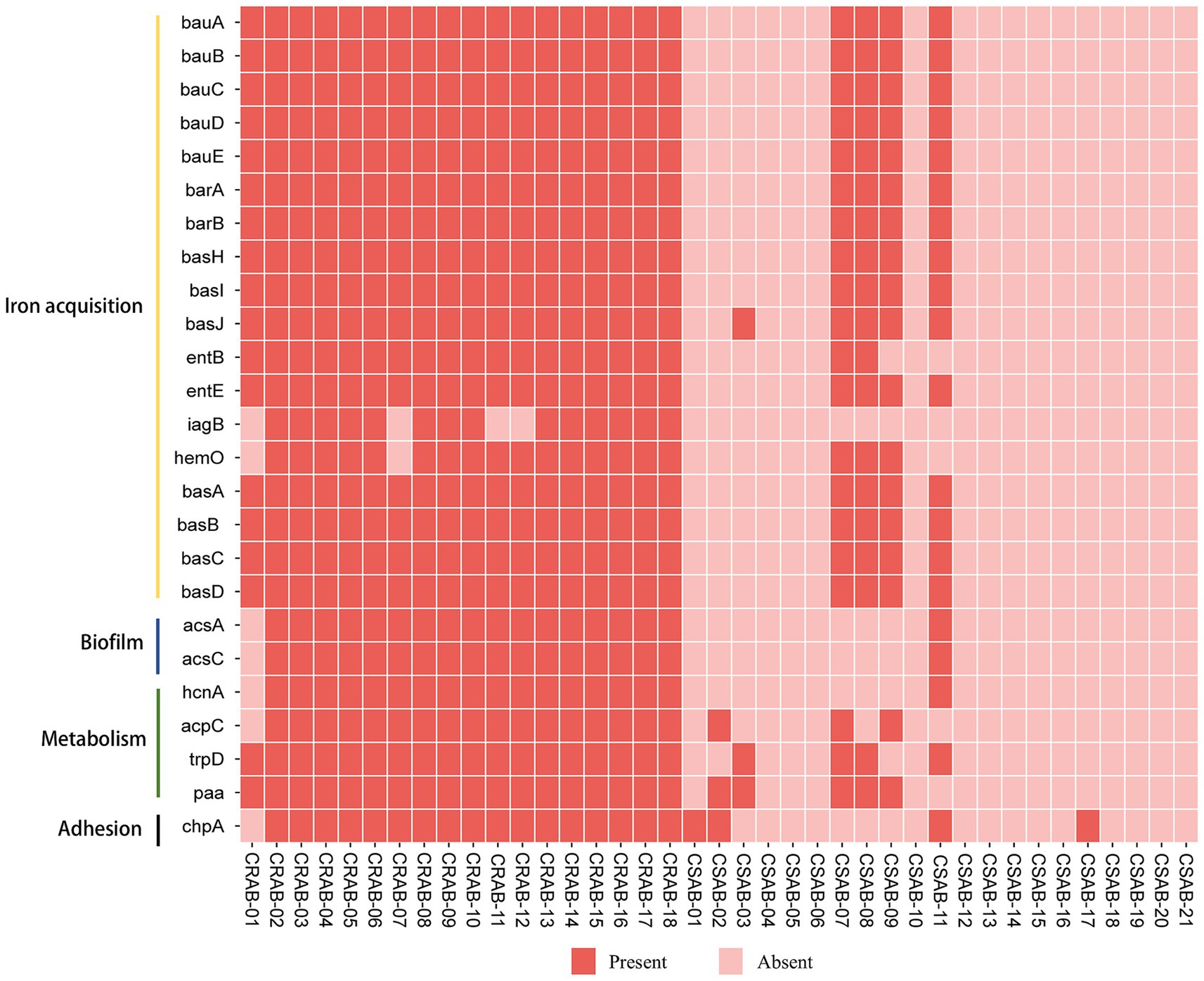 Heatmap showing the presence (dark red) and absence (light red) of various genes related to iron acquisition, biofilm formation, metabolism, and adhesion across different bacterial strains labeled from CRAB-01 to CSAB-21.