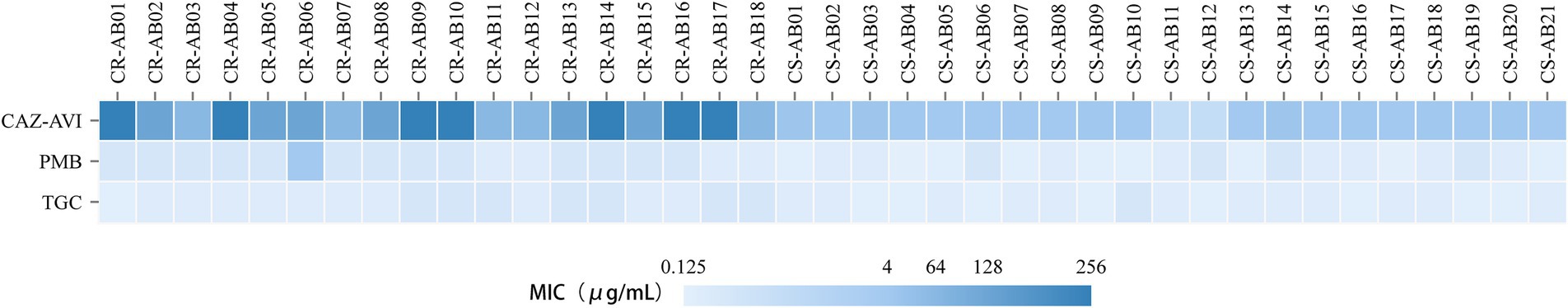 Heatmap showing the minimum inhibitory concentration (MIC) of three antibiotics: CAZ-AVI, PMB, and TGC against bacterial strains CR-AB01 to CS-AB21. MIC values range from 0.125 to 256 micrograms per milliliter, indicated by varying shades of blue from light to dark.