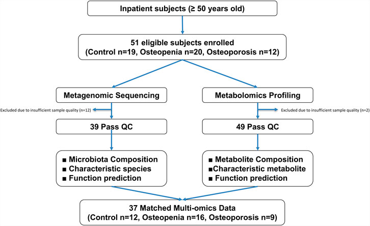 A multi-panel scientific figure analyzing microbiome data. Panel A shows box plots comparing Chao1, observed species, Shannon, and Simpson diversity indices among control, osteopenia, and osteoporosis groups. Panel B presents a PCoA plot with group distinctions. Panel C includes Venn diagrams illustrating genus and species overlaps among groups. Panel D displays stacked bar charts of relative abundance by genus and species. Panel E contains a bar graph with LDA scores differentiating species between groups. Panel F features ROC curves for single and combination species, highlighting diagnostic accuracy.