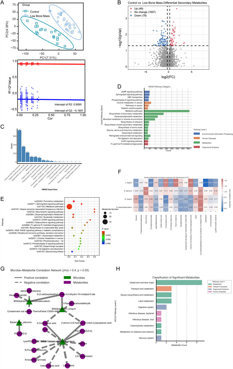 Panel A shows the top 20 KEGG Level 2 pathways with bar graphs and a heat map comparing control and low bone mass groups. Panel B displays the top 20 Gene Ontology terms with similar visualization. Panel C is a heat map of Spearman correlations between bacteria and KEGG pathways. Panel D is a network diagram showing relationships between metabolites and pathways. Panel E is a network diagram illustrating connections between microbes, metabolites, and pathways, with distinct color coding for each type.