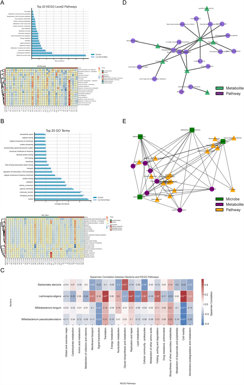 Flowchart depicting the selection process for a study on inpatient subjects aged fifty or older. Fifty-one eligible subjects were divided into controls, osteopenia, and osteoporosis groups. Metagenomic sequencing and metabolomics profiling were conducted. Twelve samples were excluded from sequencing, resulting in thirty-nine passing quality control (QC), while two were excluded from profiling, resulting in forty-nine passing QC. Analyzes include microbiota composition, characteristic species, metabolite composition, and function prediction. Ultimately, thirty-seven matched multi-omics data sets were obtained, with adjusted group sizes.