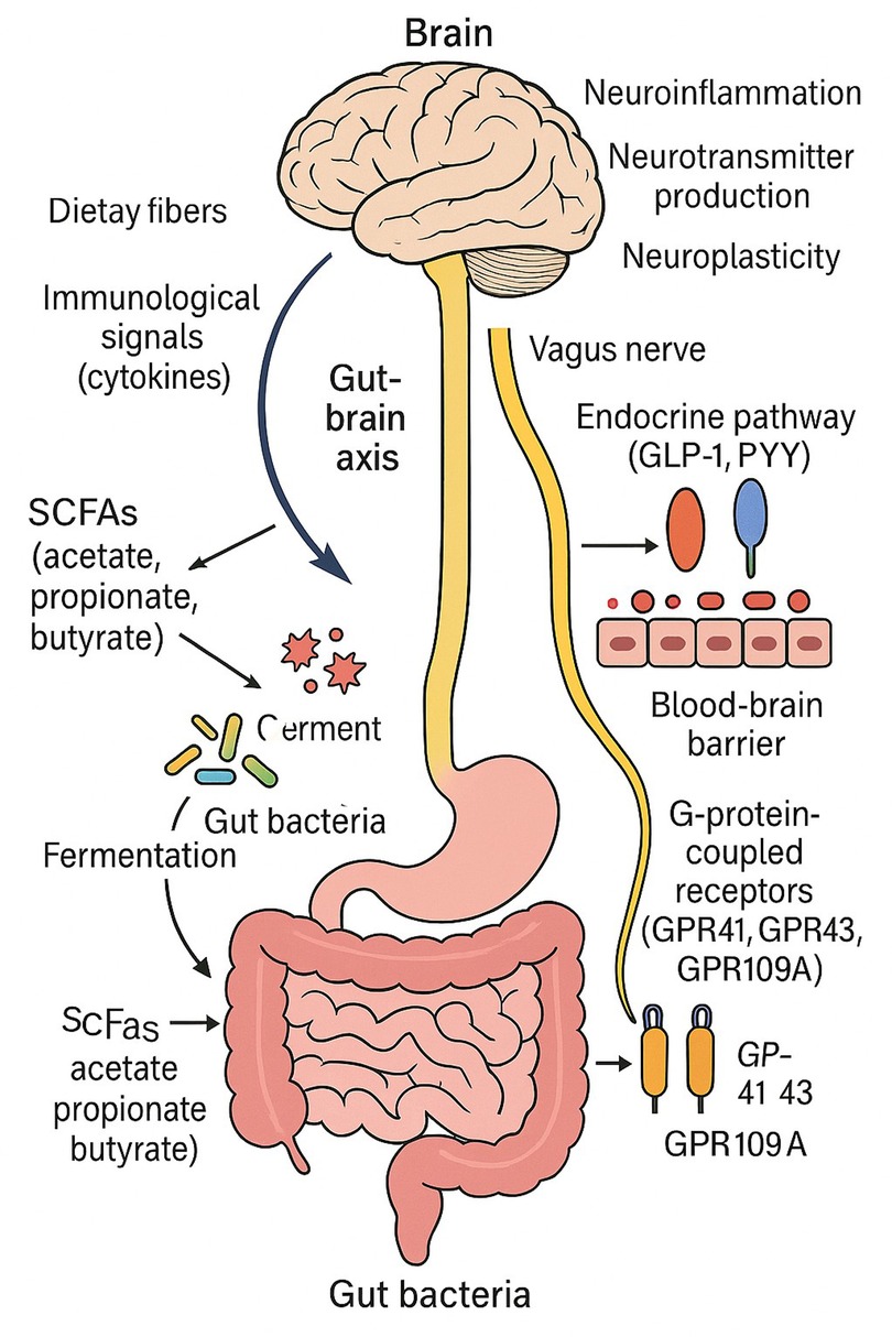 Illustration of the gut-brain axis showing how gut bacteria ferment dietary fibers into short-chain fatty acids (SCFAs), which influence the brain via immunological signals, endocrine pathways, vagus nerve, and G-protein-coupled receptors.