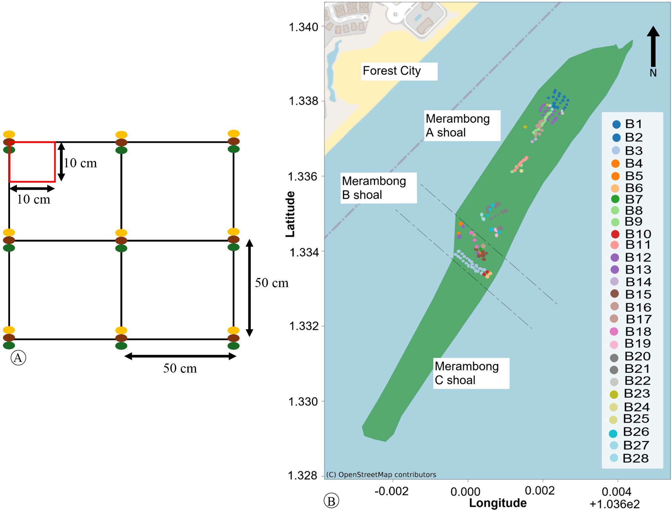 Diagram showing a grid layout on the left with measurements of ten by fifty centimeters, indicated by black lines connecting green and orange dots. On the right is a map depicting locations Merambong A, B, and C shoals in a green area near Forest City, with various colored markers labeled B1 to B28 indicating specific sites on the shoal. The map includes latitude and longitude coordinates.