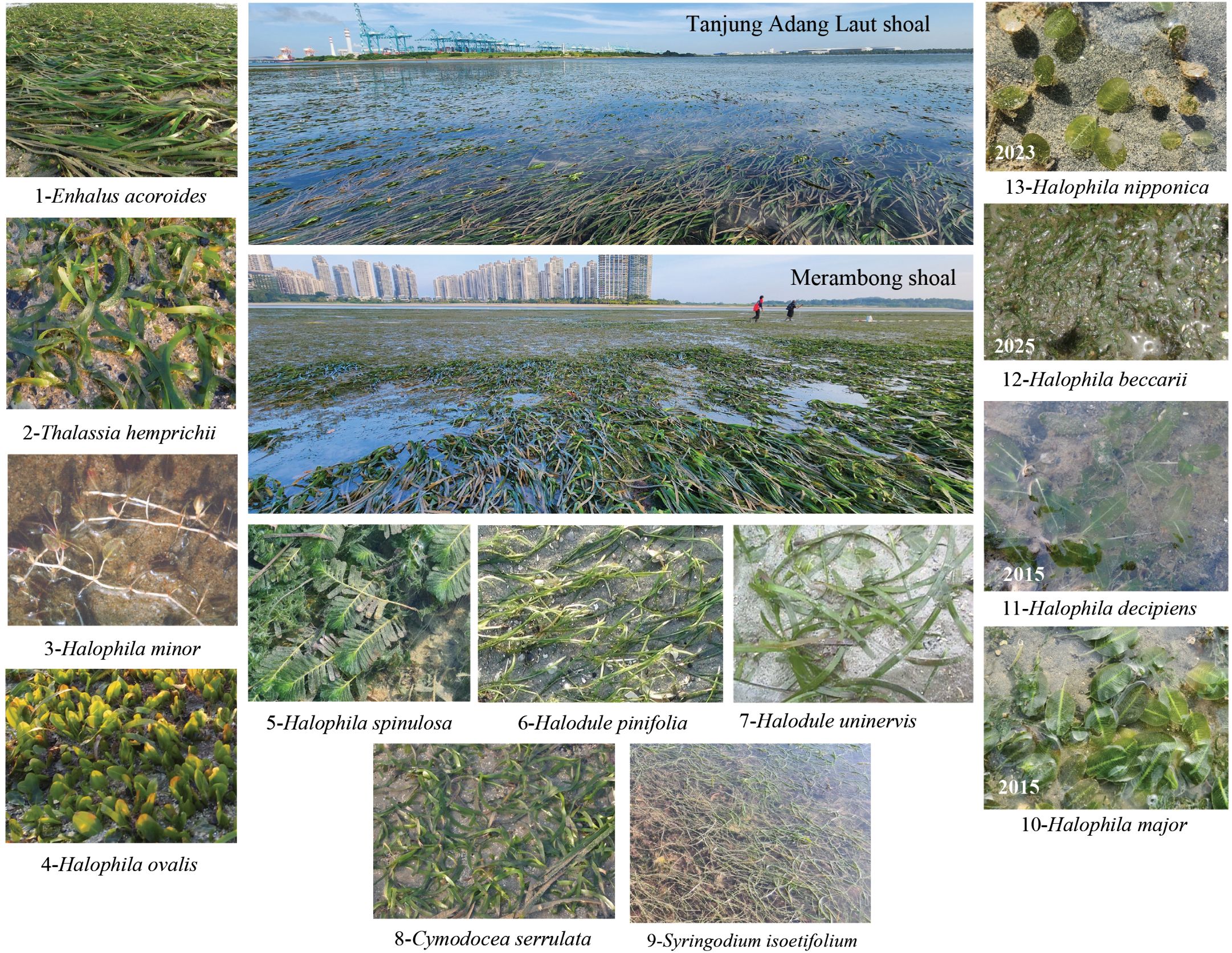 A collage of seagrass species from Tanjung Adang Laut and Merambong shoals. Top images show expansive seagrass meadows with urban and industrial backdrops. Various seagrass species are labeled: Enhalus acoroides, Thalassia hemprichii, Halophila minor, Halophila ovalis, Halophila spinulosa, Halodule pinifolia, Halodule uninervis, Cymodocea serrulata, Syringodium isoetifolium, Halophila major, Halophila decipiens, Halophila beccarii, and Halophila nipponica, with corresponding years of observation for some species.