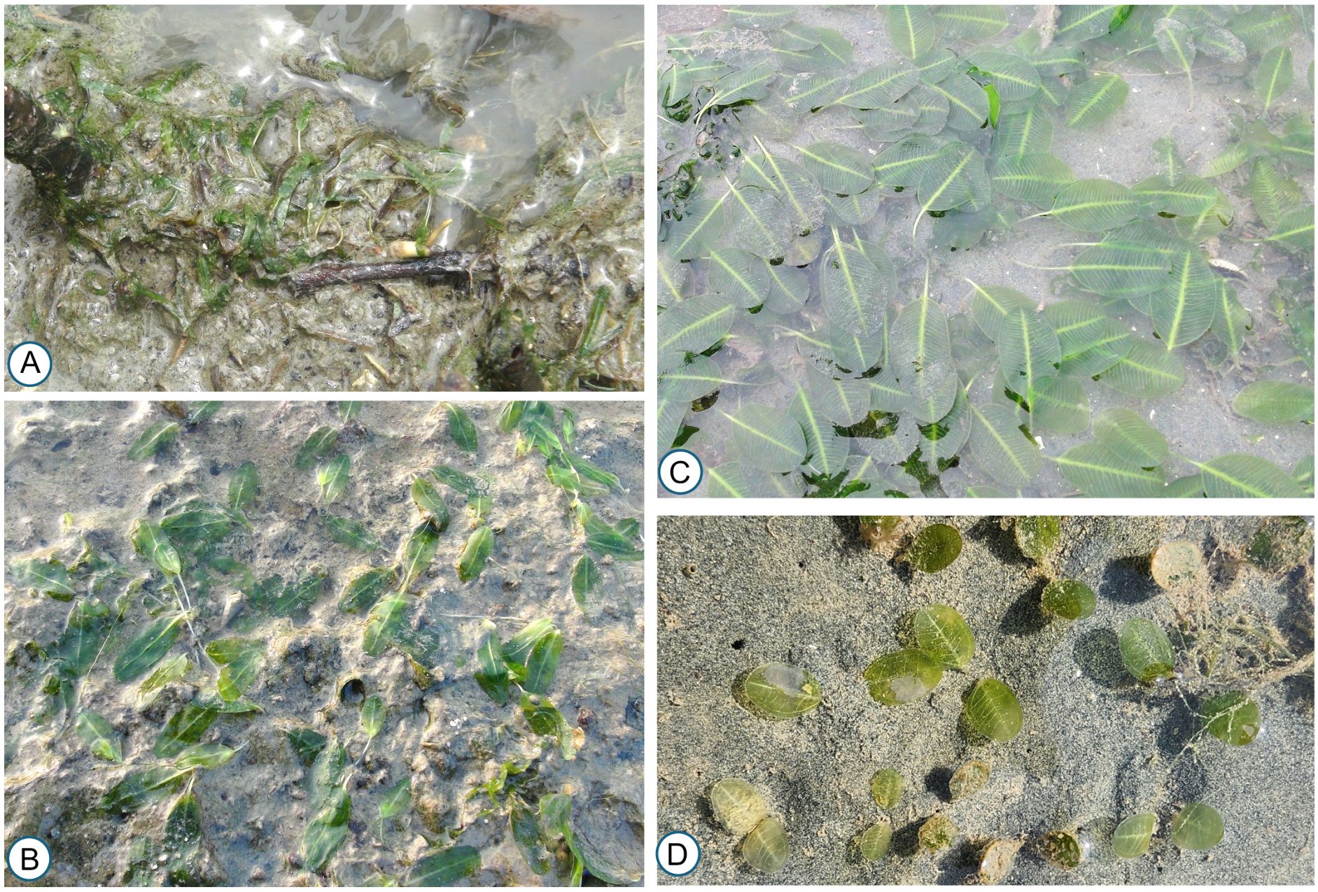 Panel A shows seagrass partially submerged in water, with green leaves mixing with mud. Panel B displays seagrass leaves scattered on wet sand. Panel C features a dense cluster of seagrass leaves covered in a thin layer of water. Panel D shows round green seagrass leaves on dry sand, highlighting their circular shape.