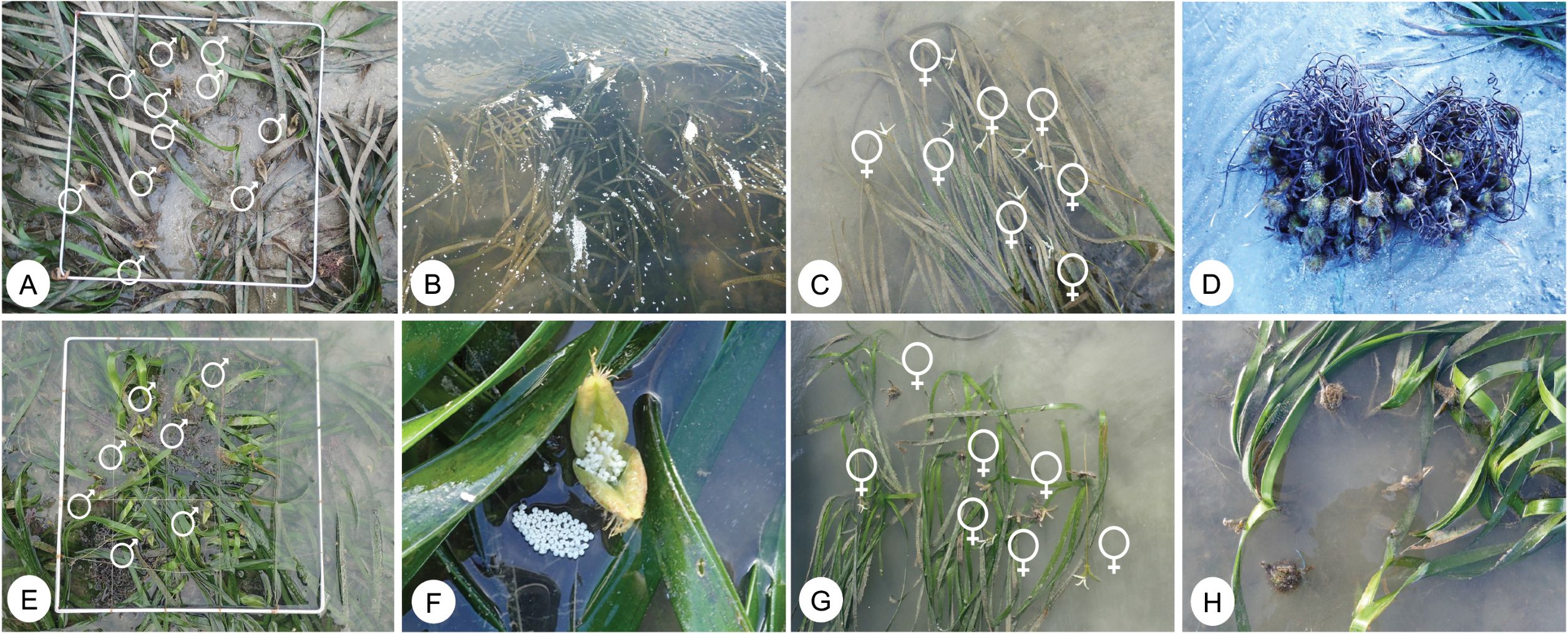 Eight panels show various stages and aspects of eelgrass reproduction. Panel A shows male eelgrass flowers beneath the water. Panel B displays pollen on the water's surface. Panel C depicts female flowers underwater. Panel D shows a cluster of seeds. Panel E highlights male flowers in a controlled setting. Panel F illustrates a close-up of a seed releasing pollen. Panel G shows female flowers in another setting. Panel H depicts mature eelgrass with seed clusters.