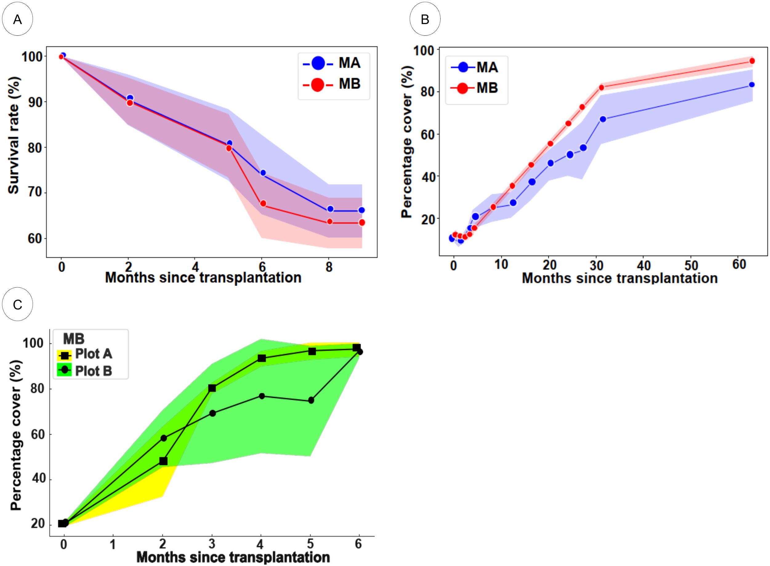 Panel A shows a line graph of survival rates against months since transplantation, with MA and MB represented by blue and red lines, respectively, both with decreasing trends. Panel B displays percentage cover over months for MA and MB, showing increasing trends. Panel C depicts percentage cover over months for Plot A and Plot B with increasing trends, represented by yellow and green shaded areas.