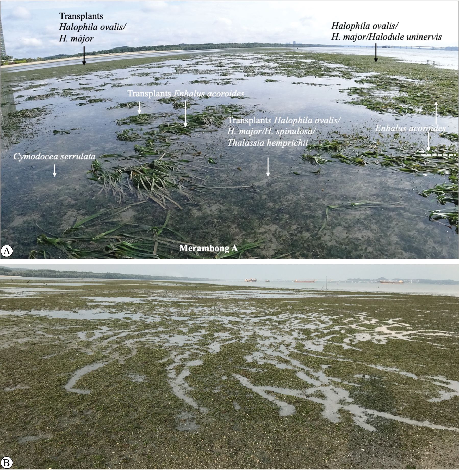 Two images show seagrass transplant sites. The first image, labeled A, displays labeled areas with different transplanted seagrass species, including Halophila ovalis, Enhalus acoroides, and Thalassia hemprichii at Merambong A. The second image, labeled B, shows a wide view of a similar seagrass area with exposed sand and shallow water. Both images emphasize the seagrass transplantation and distribution.