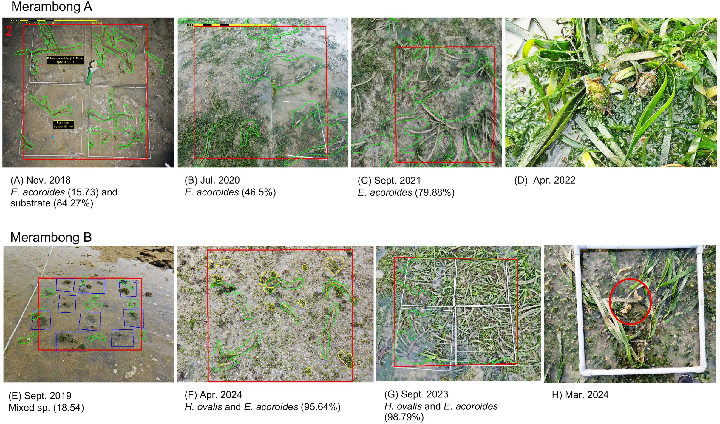 Two rows of images labeled Merambong A and B. Each row consists of four images showing seagrass and substrate at different times. Merambong A documents E. acoroides presence from November 2018 to April 2022, with increasing coverage. Merambong B shows mixed species and E. acoroides presence from September 2019 to March 2024, illustrating varying densities and species compositions over time. Each image has outlined sections, with red and blue lines highlighting different details. Percentages indicate species coverage.