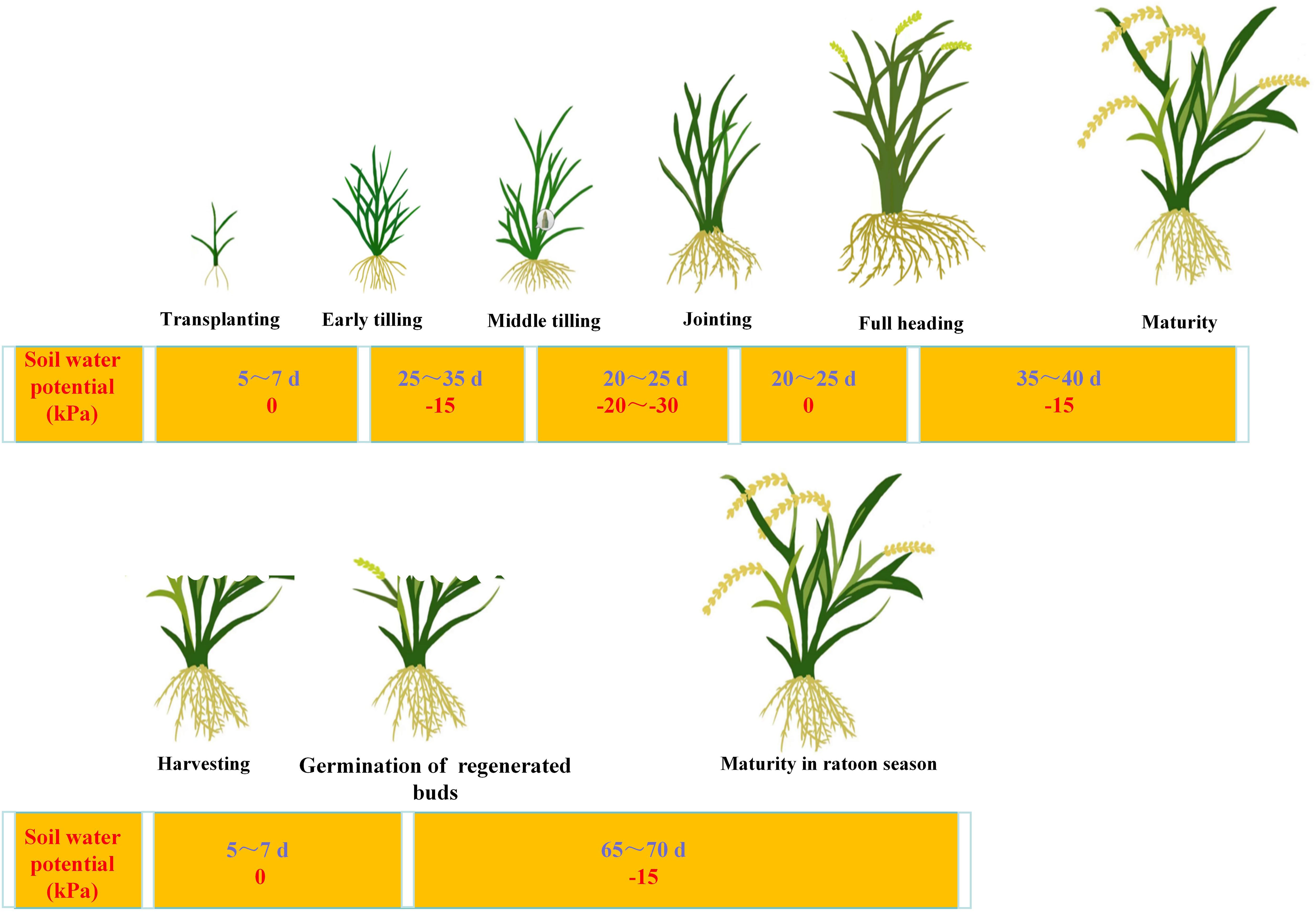 Illustration of rice growth stages with soil water potential. Top row: Transplanting, early tilling, middle tilling, jointing, full heading, maturity, with corresponding soil water potential in kPa and duration in days. Bottom row: Harvesting, germination of regenerated buds, maturity in ratoon season, with soil water potential details. Various growth phases are depicted with changes in plant structure.