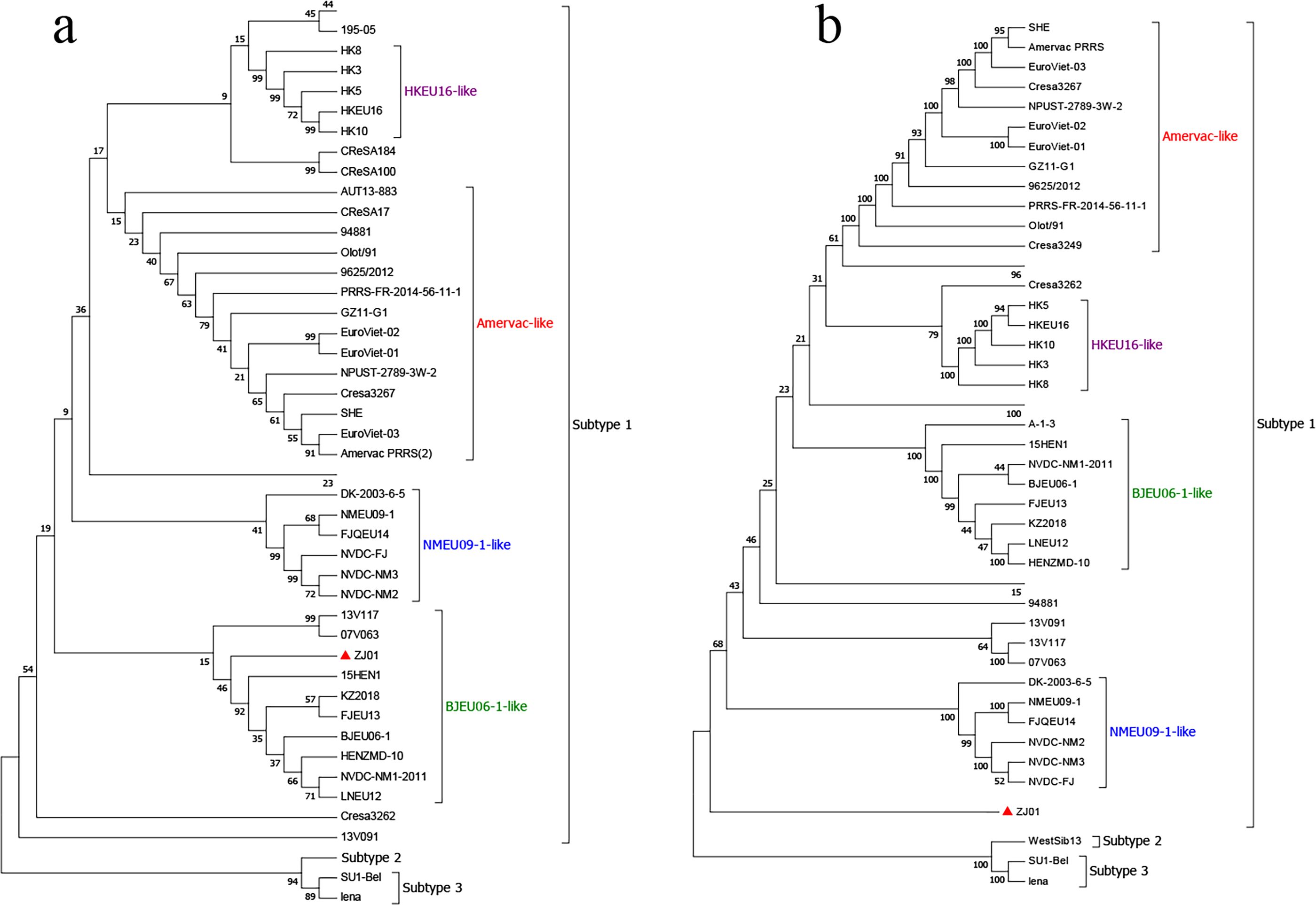 Phylogenetic trees labeled “a” and “b” compare genetic relationships. Tree “a” groups subtypes 1 and 3, including HKEU16-like, NMEU09-1-like, and Amervac-like variants. Tree “b” similarly categorizes these groups, highlighting BJEU06-1-like and ZJ01. Both trees depict sequences with numerical values representing relationships.