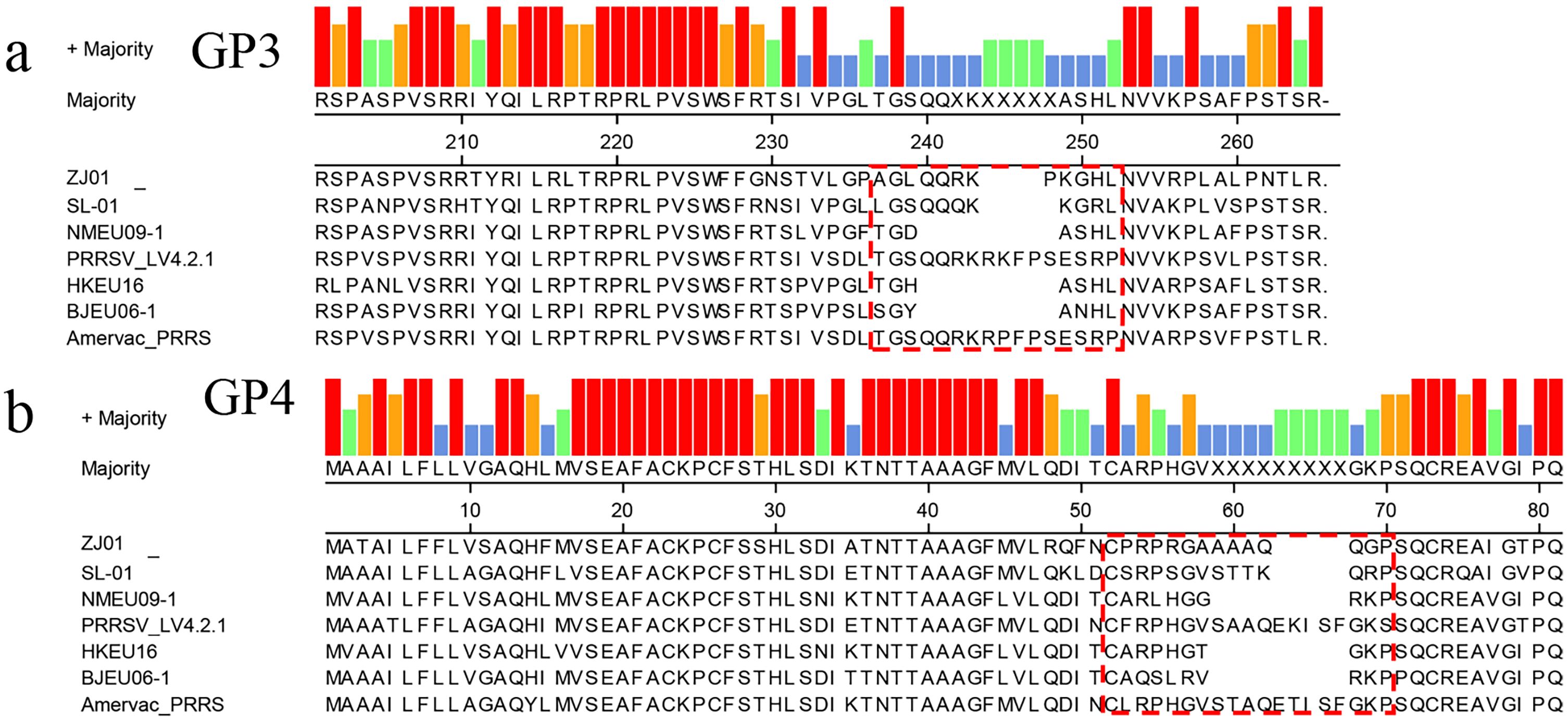 Sequence alignments for GP3 and GP4 proteins are shown with their respective majority sequences at the top. Charts above sequences use colored bars to indicate amino acid variability across different strains: ZJ01, SL-01, NMEU09-1, PRRSV_LV4.2.1, HKEU16, BJEU06-1, and Amervac_PRRS. Red dashed boxes highlight specific regions of interest.