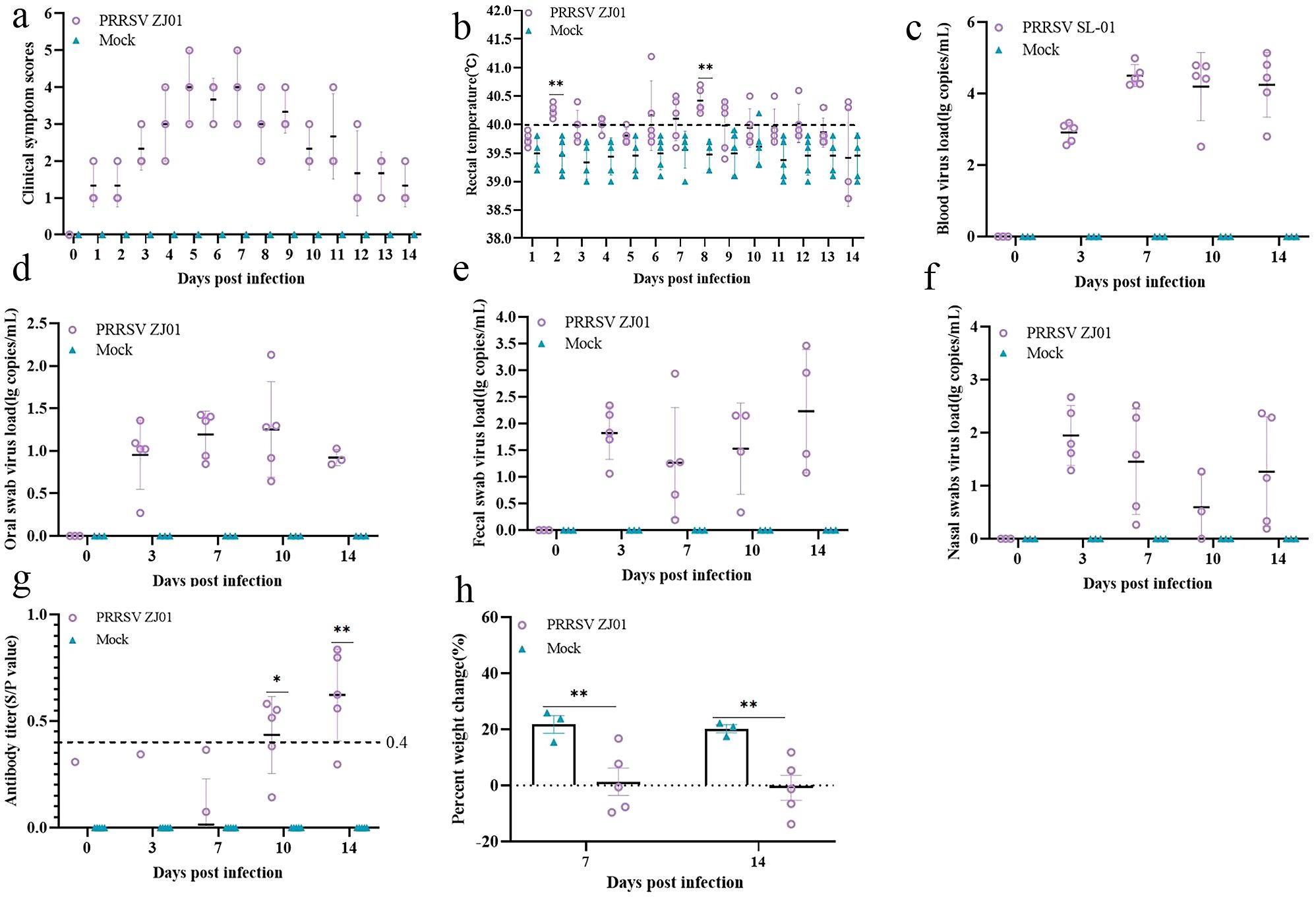 Graphs depict various health metrics of subjects post-infection with PRRSV ZJ01 versus a mock group over 14 days. Graph (a) shows clinical symptom scores, (b) rectal temperature, (c) blood virus load, (d) oral swab virus load, (e) fecal swab virus load, (f) nasal swab virus load, (g) antibody titer, and (h) percent weight change. Triangles represent the mock group, and circles the infected group. Each graph highlights differences in responses between the two groups across days post-infection.