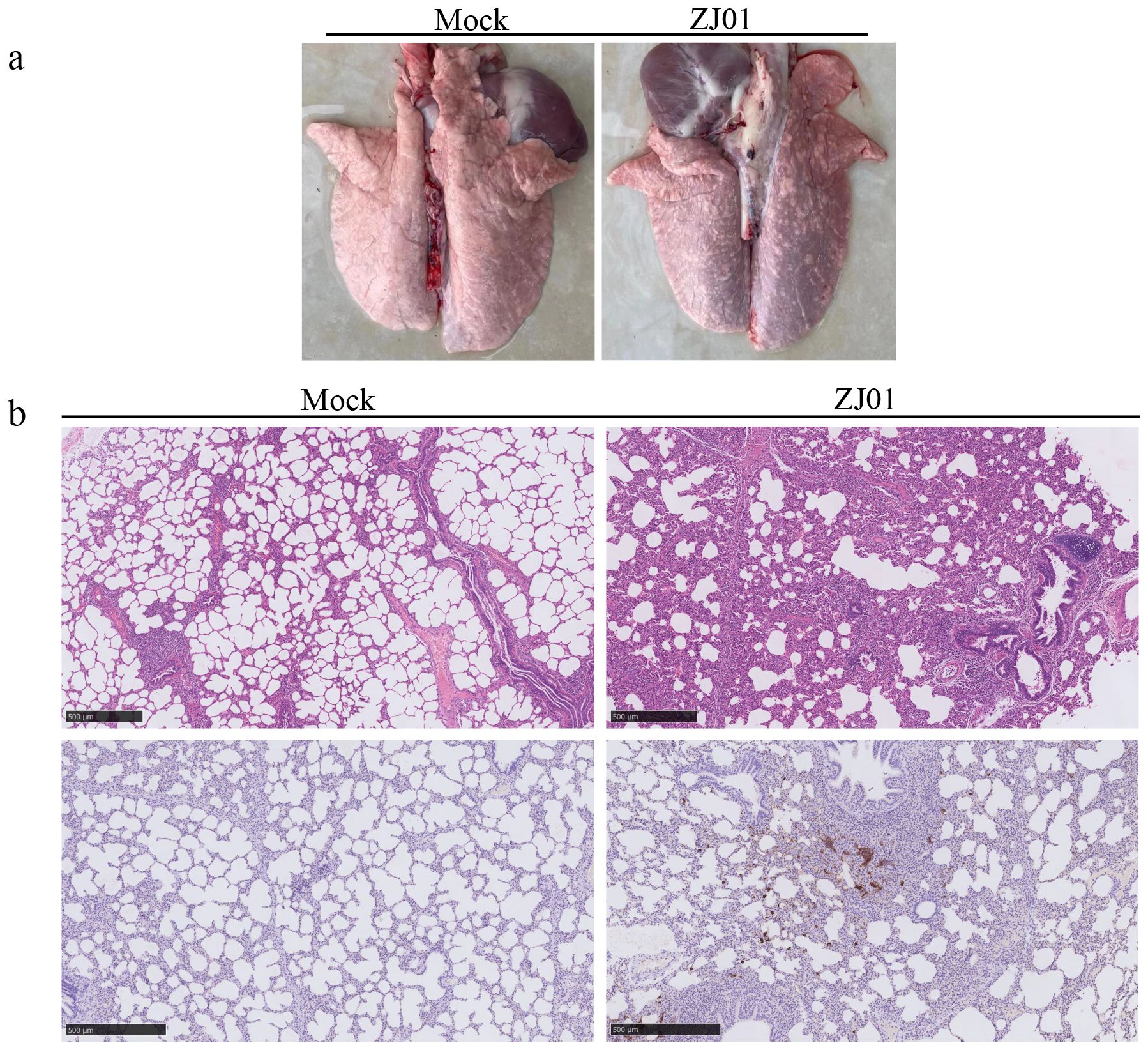 Two panels comparing lung images labeled “Mock” and “ZJ01.” The top panel shows whole lung samples, with the “ZJ01” lung appearing darker and with a visible arrow. The bottom panel contains histological sections: “Mock” shows normal alveolar structure, while “ZJ01” exhibits denser tissue with arrows indicating changes. Scale bars represent 500 micrometers.