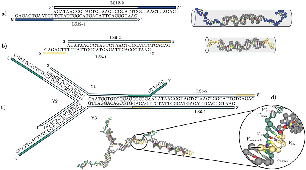 Diagrams illustrating DNA structures and interactions. (a) and (b) show linear DNA sequences LS12-2, LS12-1, LS6-2, and LS6-1, with their ends marked by 5 prime and 3 prime. (c) shows DNA junction with strands Y1, Y2, Y3 connecting LS6-1 and LS6-2. (d) highlights a DNA model with regions annotated for stacking and hydrogen bonding interactions, using color-coded representations for clarity.