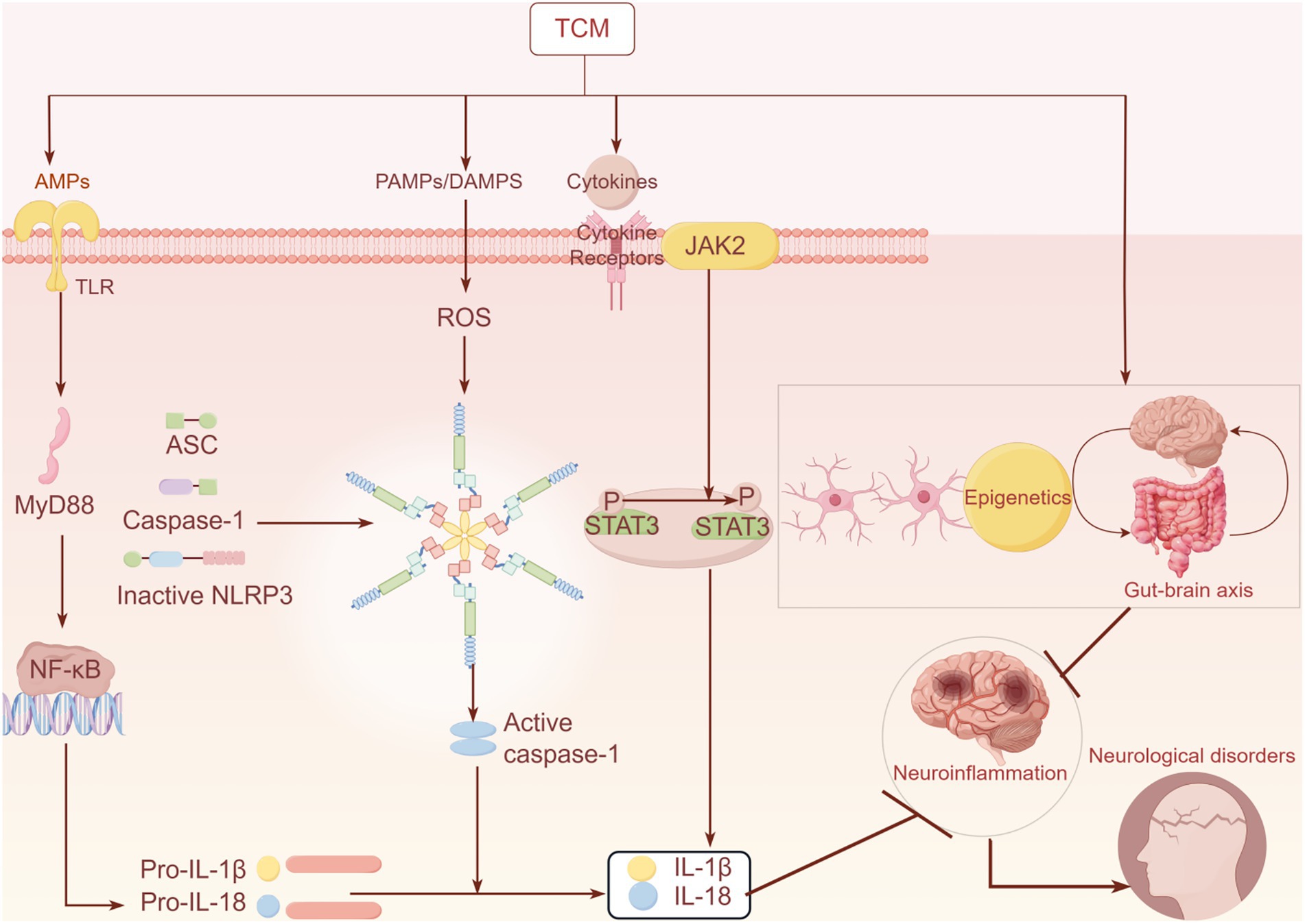 Diagram depicting pathways related to TCM: Involves AMPs, PAMPs/DAMPs, and ROS activation through TLR and cytokine receptors. This leads to NLRP3 and caspase-1 activation, influencing IL-1β and IL-18 production. TCM impacts gut-brain axis, epigenetics, neuroinflammation, and neurological disorders via pathways involving STAT3 phosphorylation, highlighting the integrated immune response and neurological effects.