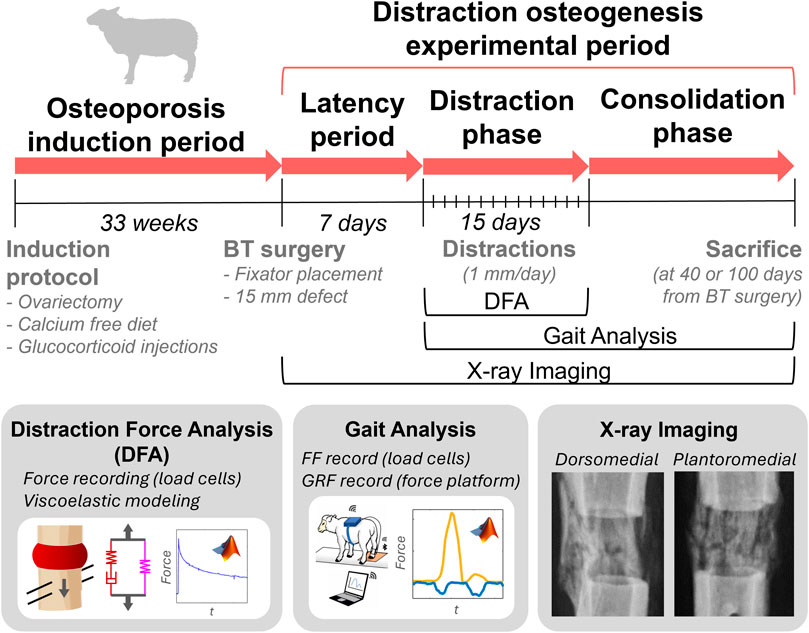 Flowchart illustrating sheep osteoporosis induction period (33 weeks), and distraction osteogenesis experimental period, including three stages: latency phase (7 days), distraction phase (15 days), and consolidation phase till sacrifice (40- or 100-days post bone transport surgery). The induction involves ovariectomy, calcium-free diet, and glucocorticoid injections. Bone transport (BT) surgery includes fixator placement and 15 mm of bone defect creation. Distraction phase considers daily distractions and distraction force analysis (DFA). Bottom illustrations depict DFA, gait analysis, and X-ray imaging of the distraction callus (dorsomedial and plantaromedial).