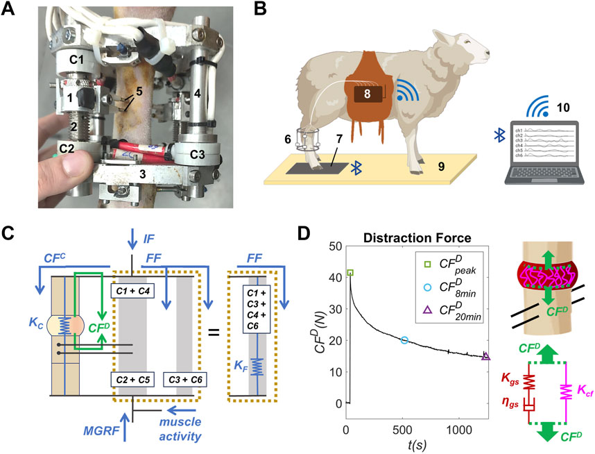 Study instrumentation and callus force analysis conducted. Figure 2A shows the instrumented external fixator-distractor implanted in osteoporotic sheep metatarsal. Figure 2B illustrates the facilities and instrumentation used in gait analysis. Figure 2C displays a schematic diagram of the bone-fixator spring model. Figure 2D presents an example of distraction force (CFD) measurement, showing the force relaxation of the osteoporotic distraction callus during the distractions, which is modelled with the viscoelastic spring-dumper model parameters.