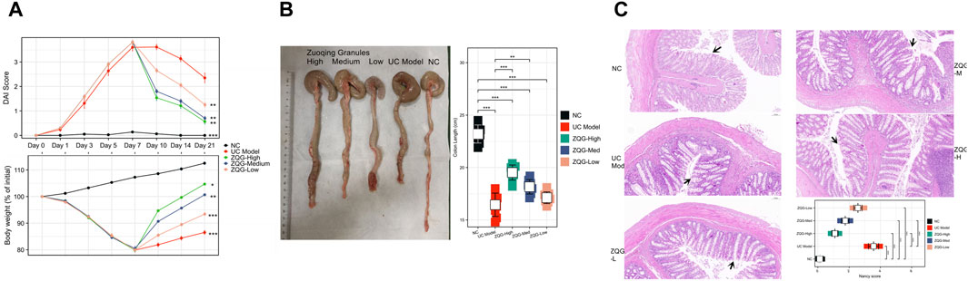 Panel A shows two line graphs: one for Disease Activity Index (DAI) scores and one for body weight percentage over 21 days. Panel B includes images of dissected colons from different treatments and a box plot of colon lengths. Panel C features histological images of colon tissue with arrows indicating specific features, alongside a box plot of Nancy scores for various treatments.
