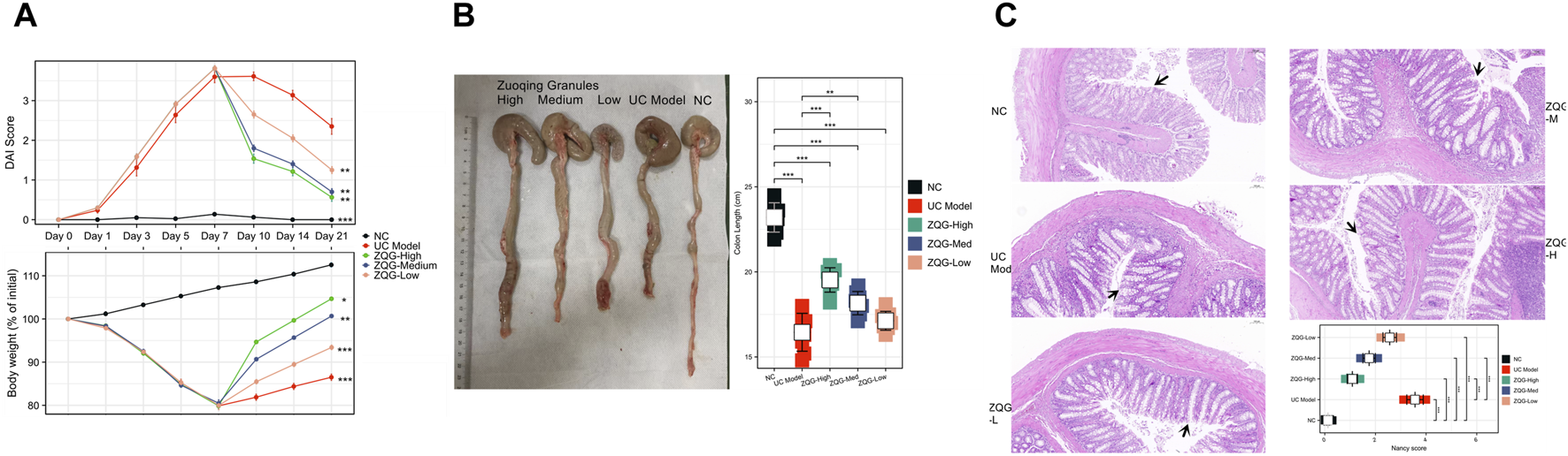 Panel A shows two line graphs: one for Disease Activity Index (DAI) scores and one for body weight percentage over 21 days. Panel B includes images of dissected colons from different treatments and a box plot of colon lengths. Panel C features histological images of colon tissue with arrows indicating specific features, alongside a box plot of Nancy scores for various treatments.