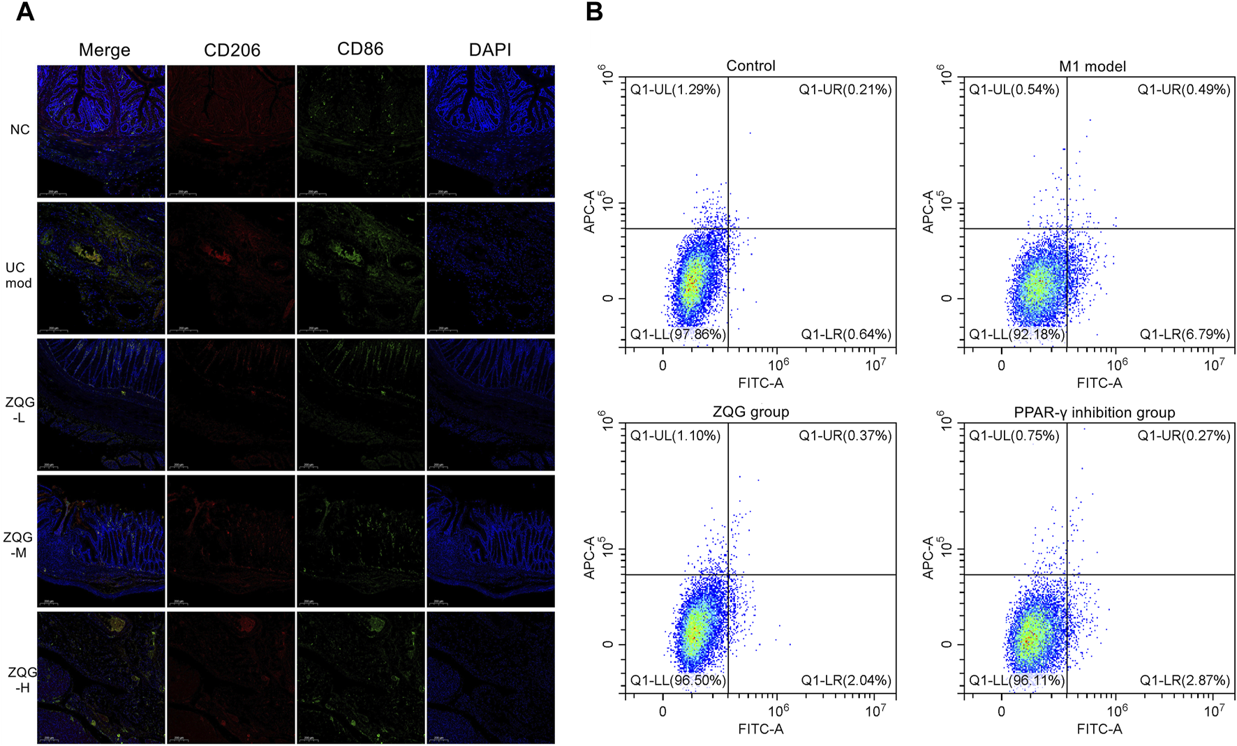 Composite image consisting of two panels. Panel A shows immunofluorescence staining for CD206 and CD86 with DAPI in tissue samples labeled NC, UC mod, ZQG-L, ZQG-M, and ZQG-H. Each row represents different staining, with merged images on the left and DAPI on the right. Panel B displays flow cytometry scatter plots for Control, M1 model, ZQG group, and PPAR-γ inhibition group, featuring quadrants with cell distribution percentages.