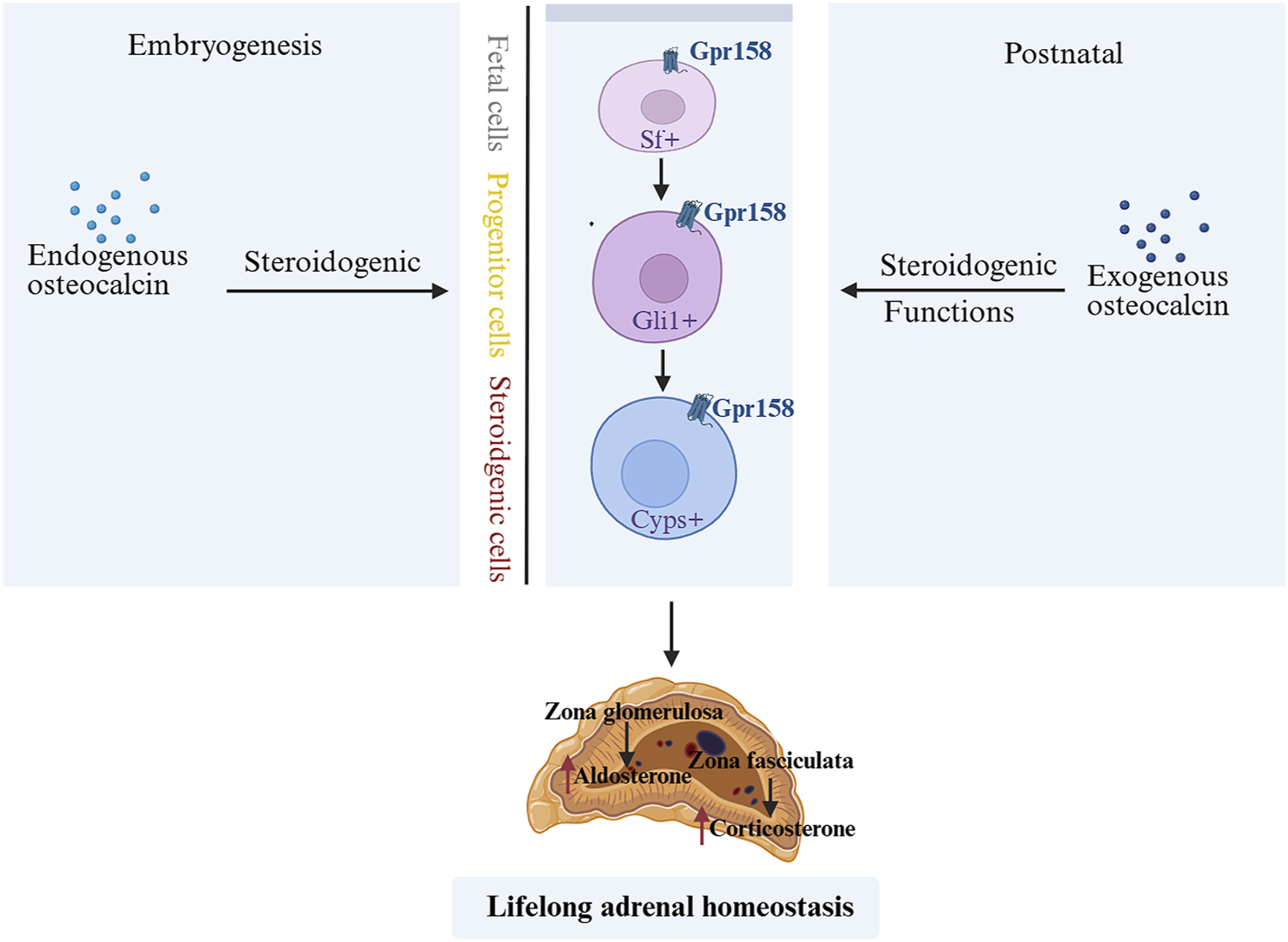 Diagram illustrating the role of osteocalcin in steroidogenesis during embryogenesis and postnatal life. Endogenous osteocalcin influences fetal cell differentiation into specific progenitor and steroidogenic cells marked by Gpr158. In postnatal life, exogenous osteocalcin impacts steroidogenic functions. The adrenal gland's zones, glomerulosa and fasciculata, produce aldosterone and corticosterone, maintaining lifelong adrenal homeostasis.