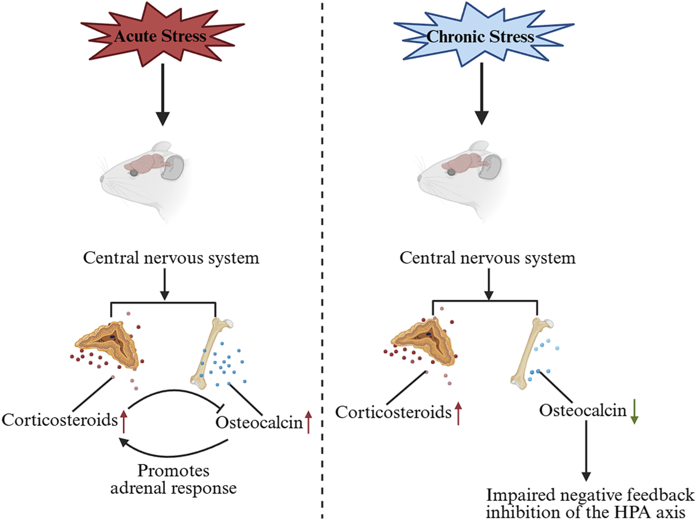 Diagram comparing acute and chronic stress effects on the central nervous system. On the left, acute stress increases corticosteroids and osteocalcin, promoting adrenal response. On the right, chronic stress increases corticosteroids but decreases osteocalcin, impairing negative feedback inhibition of the HPA axis. Both pathways are depicted using illustrations of a mouse, nervous system, adrenal glands, and bone.