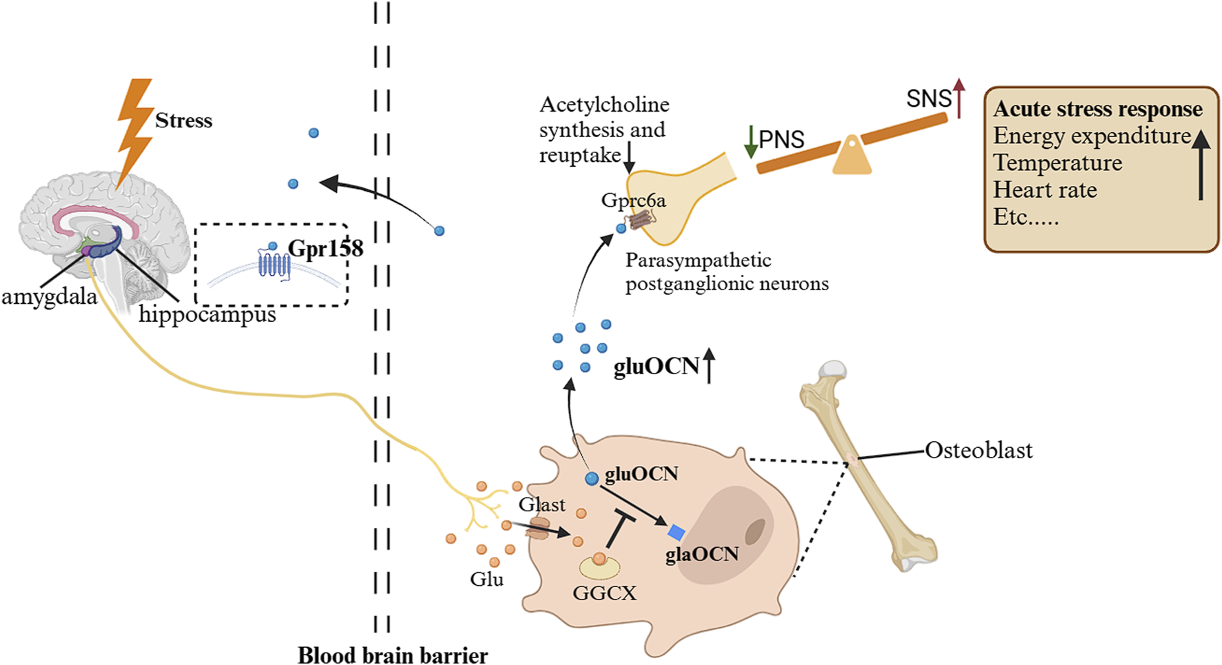 Diagram illustrating the stress response pathway. Stress affects the amygdala and hippocampus, activating Gpr158. This influences Gprc6a in parasympathetic postganglionic neurons, increasing acetylcholine. Glutamate and gluOCN levels rise, impacting osteoblasts and GGCX. An imbalance between PNS and SNS results in increased acute stress response, affecting energy expenditure, temperature, and heart rate.