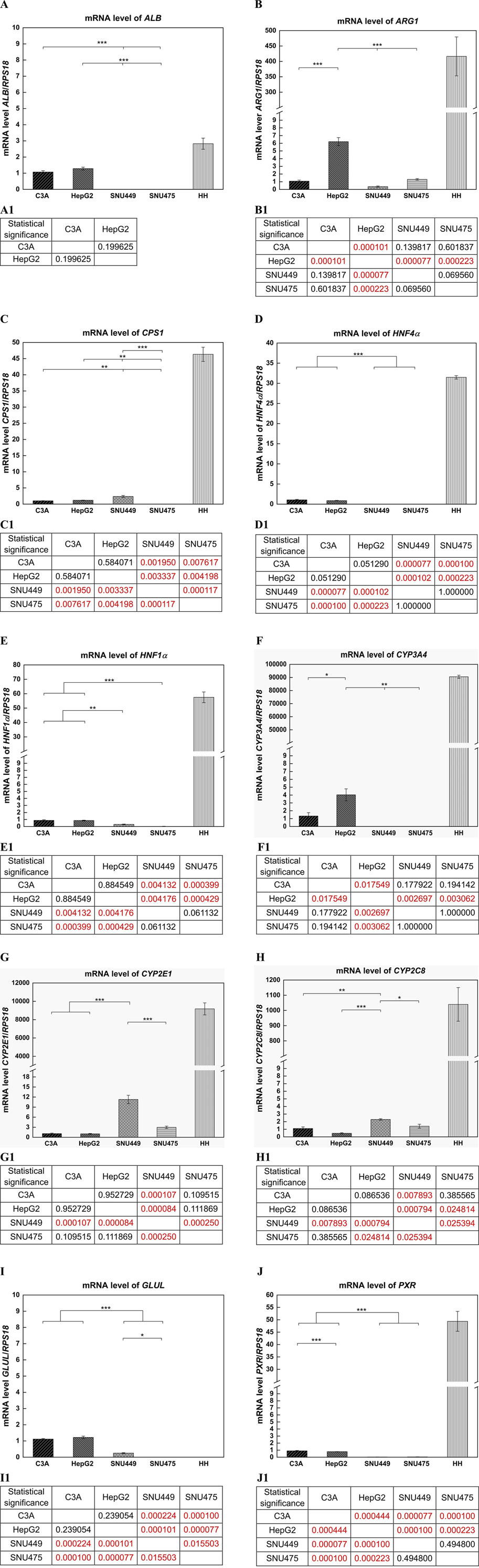 Four bar graphs labeled A, B, C, and D show mRNA levels of ALB, ARG1, CPS1, and HNF4α respectively, across cell lines C3A, HepG2, SNU449, SNU475, and HH. Error bars indicate variability. Tables A1, B1, C1, and D1 display statistical significance values between the cell lines. Significant differences are highlighted in red, with p-values showing varying degrees of significance across comparisons. Bar graphs depicting mRNA levels of HNF1α, CYP3A4, CYP2E1, and CYP2C8 in C3A, HepG2, SNU449, SNU475, and HH cell lines. Below each graph are tables showing statistical significance between the cell lines, with significant p-values highlighted in red. Bar graphs showing mRNA levels of GLUL and PXR across cell lines C3A, HepG2, SNU449, SNU475, and HH. GLUL is absent in HH. PXR levels are highest in HH. Tables below display statistical significance with p-values, highlighting significant differences in red.
