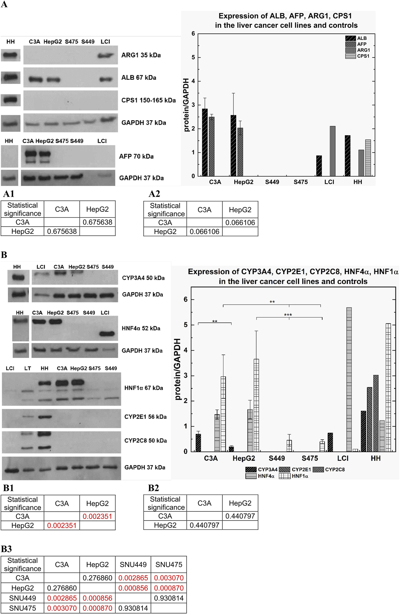 The image consists of two main panels (A and B) showing Western blot analyses and corresponding bar charts. Panel A depicts the expression levels of ALB, AFP, ARG1, and CPS1 proteins in various liver cancer cell lines and controls, with statistical analysis results. Panel B shows the expression of CYP3A4, CYP2E1, CYP2C8, HNF4α, and HNF1α with similar components. Each has a bar graph depicting the protein to GAPDH ratio for each cell line. Tables A1, A2, and B1, B2, B3 below each panel provide statistical significance data for comparisons between cell lines.