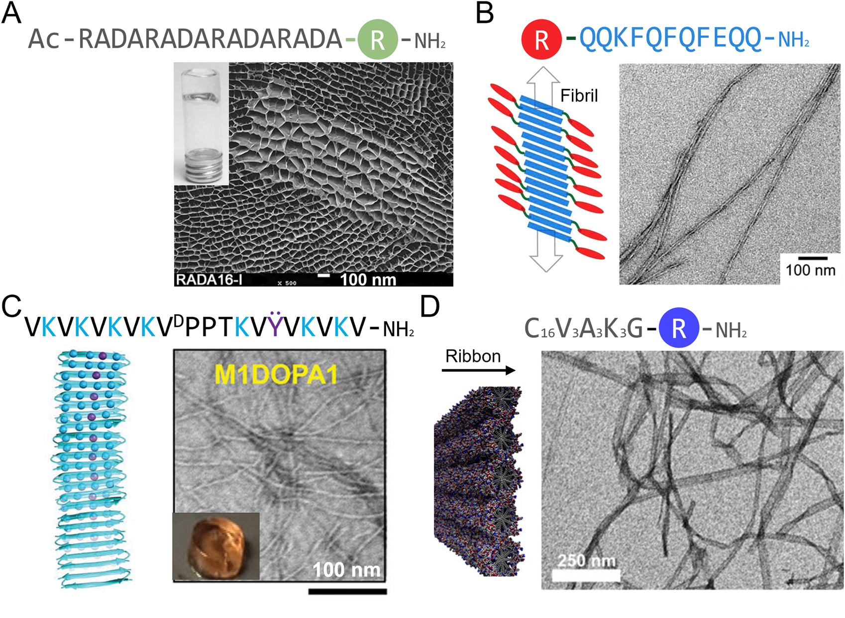 A series of four panels labeled A, B, C, and D each show peptide sequences with corresponding illustrations and electron microscopy images. Panel A features the peptide sequence RADARADARADARADA with a network-like electron microscopy image. Panel B shows the sequence QQKFQFQFEQQ with a fibril diagram and an image of fibrillar structures. Panel C presents the sequence VKVKVKVKPPTKVYVKVKV with a layered structure illustration and cross-linked fibers image. Panel D displays the sequence C16V3A3K3GR with a ribbon diagram and fibrous network image. Each image includes a scale bar indicating nanometer measurements.