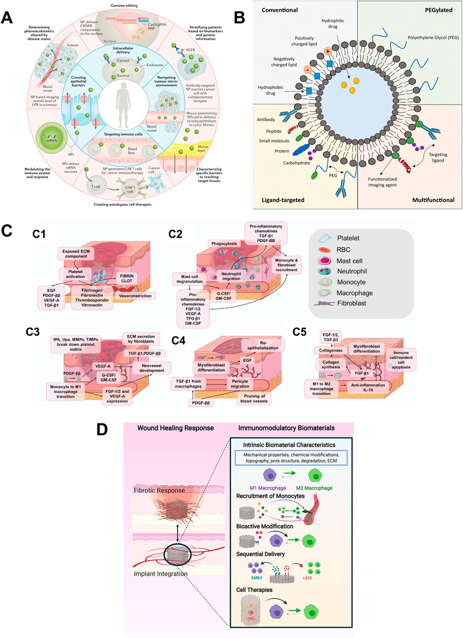 Diagram with four panels labeled A, B, C, and D. Panel A illustrates genome editing, cell therapy, and tumor targeting processes. Panel B depicts nanoparticle structures with conventional, PEGylated, ligand-targeted, and multifunctional designs. Panel C contains five steps (C1-C5) detailing wound healing responses, including clot formation and cell recruitment. Panel D explains implant integration and wound healing with immunomodulatory biomaterials, highlighting macrophage recruitment and cell therapies.