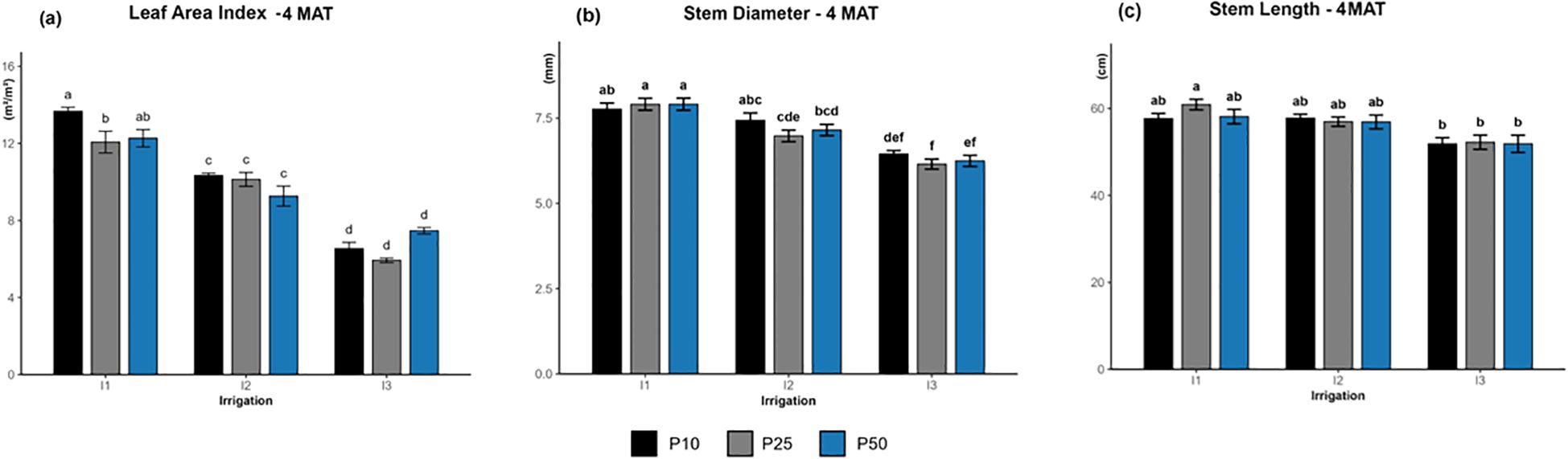 Bar graphs showing the effects of irrigation (I1, I2, I3) andphosphorus treatments (P10, P25, P50) on plant morphological traits.(a) Leaf Area Index (LAI), (b) Stem Diameter, and (c) Stem Length measured at 4months after transplanting (4 MAT). Black, gray, and blue bars represent P10, P25,and P50, respectively. Leaf area index decreases sharply with increasing droughtstress, while stem diameter and stem length show moderate reductions undersevere drought. Error bars indicate standard error, and lowercase letters above barsdenote significant differences between treatments (Tukey’s test, p < 0.05).