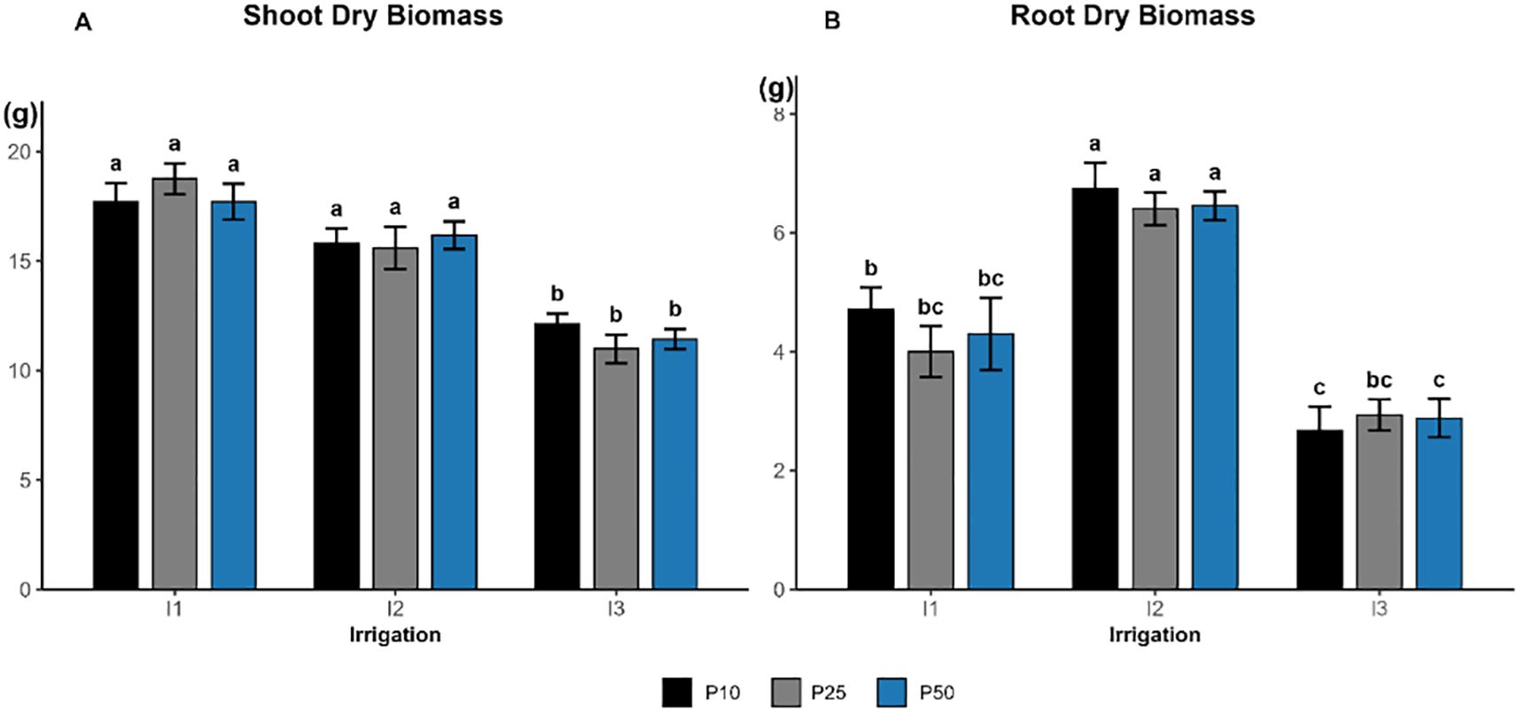 Bar graphs showing the effects of irrigation (I1, I2, and I3) andphosphorus treatments (P10, P25, P50) on plant biomass.(A) Shoot dry biomass and (B) Root dry biomass. Black, gray, and blue barsrepresent phosphorus levels of 10, 25, and 50 kg ha⁻¹, respectively. Shoot biomassremains highest under well-watered conditions (I1) and declines significantly undersevere drought (I3). Root biomass peaks under moderate irrigation (I2) anddecreases at I3. Error bars represent standard error of the mean, and lowercaseletters above bars denote significant differences among treatments (Tukey’s test, p< 0.05).