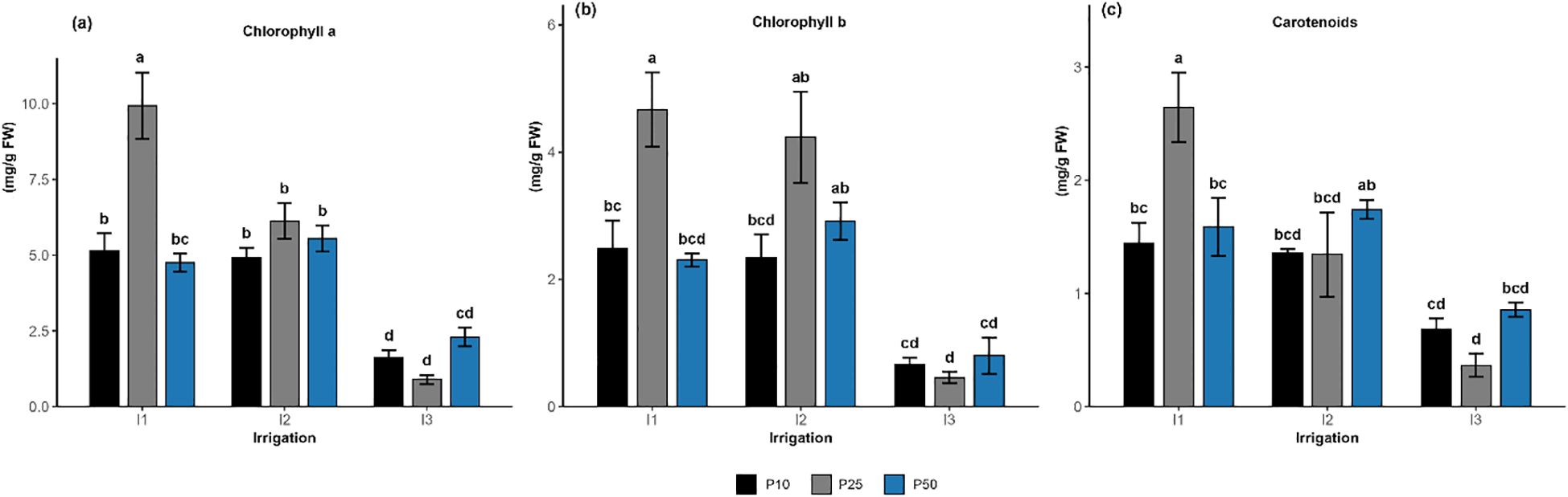 Bar graphs illustrating the effects of irrigation (I1, I2, I3) andphosphorus levels (P10, P25, P50) on root morphological traits. (a) Root length, (b)Average diameter, (c) Root surface area, and (d) Root volume. Black, gray, and bluebars represent phosphorus treatments of 10, 25, and 50 kg ha⁻¹, respectively. Rootlength and surface area increase progressively with drought severity, peaking at I3,whereas average diameter tends to decrease under low irrigation. Root volumeremains relatively stable across treatments. Error bars indicate standard error ofthe mean, and lowercase letters denote significant differences between treatmentsaccording to Tukey’s test (p < 0.05).