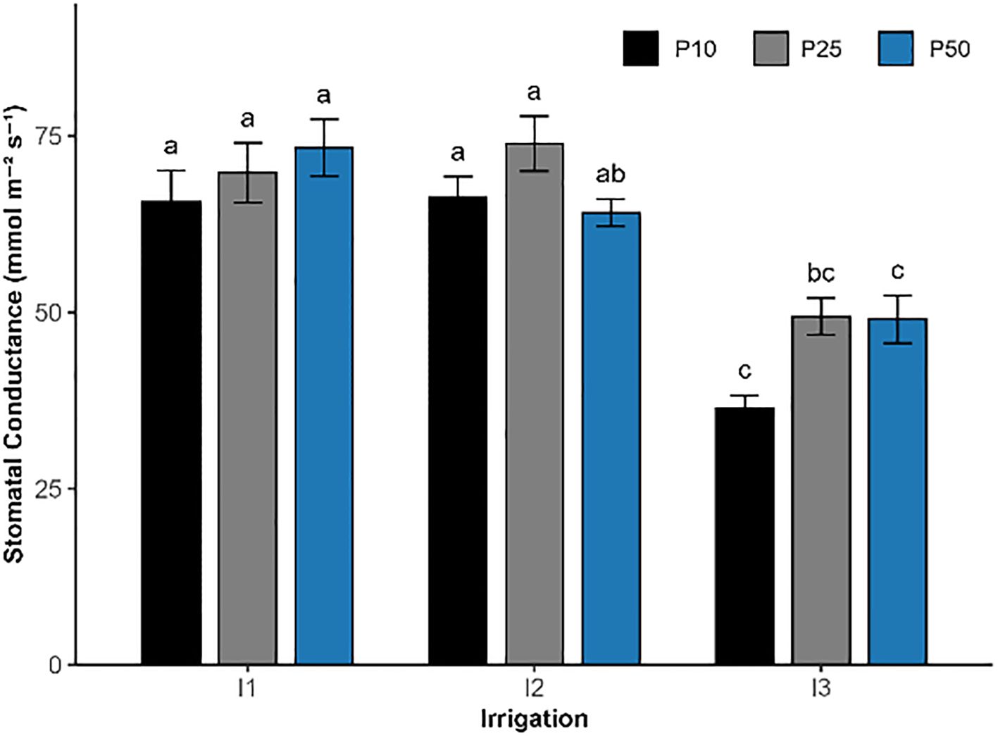 Bar graphs showing the effects of irrigation (I1, I2, I3) andphosphorus levels (P10, P25, P50) on chlorophyll index (SPAD units) measured atthree growth stages: (a) 1 month after transplanting (1 MAT), (b) (2 MAT), and (c) (3MAT). Black, gray, and blue bars represent phosphorus levels of 10, 25, and 50 kgha⁻¹, respectively. Chlorophyll content remains stable across irrigation levelsduring early growth (1 MAT) but decreases slightly at 2 and 3 MAT, particularly undersevere drought (I3). Error bars represent standard error of the mean, and lowercaseletters indicate statistically significant differences among treatments (Tukey’s test,p < 0.05).