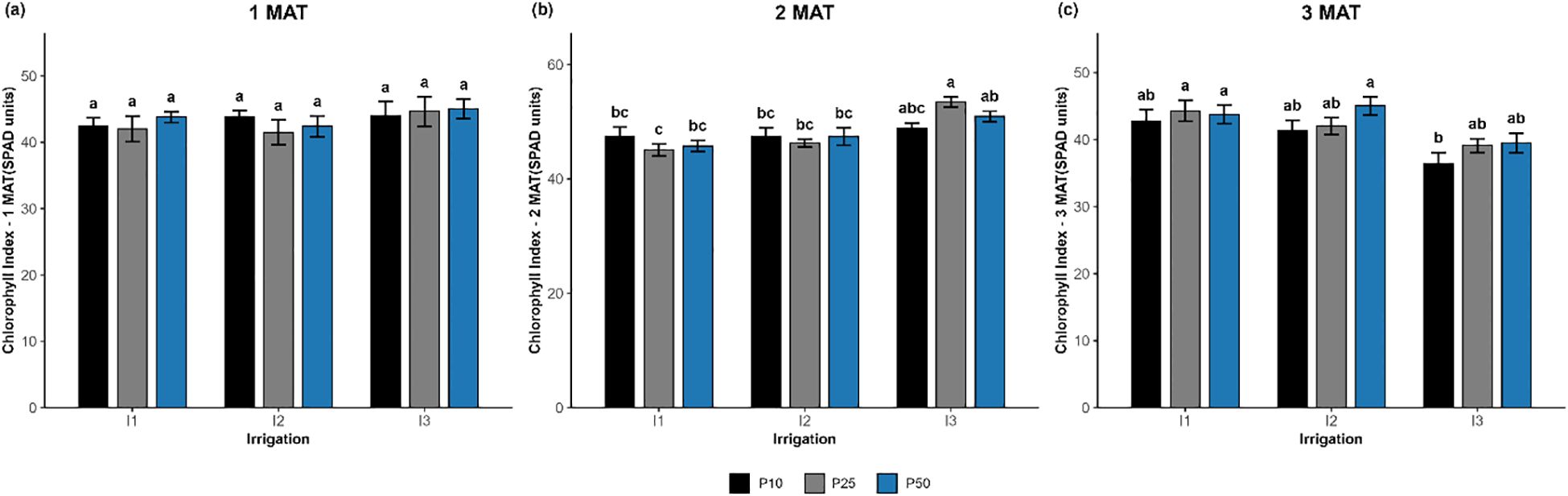 Bar graphs showing the effects of irrigation (I1, I2, I3) andphosphorus levels (P10, P25, P50) on leaf pigment concentrations:(a) Chlorophyll a, (b) Chlorophyll b, and (c) Carotenoids.Black, gray, and blue bars represent phosphorus levels of 10, 25, and 50 kg ha⁻¹,respectively. Chlorophyll and carotenoid contents are highest under well-wateredconditions (I1) and decline under severe drought (I3). The P25 treatment generallyshows the highest pigment accumulation across traits. Error bars indicate standarderror of the mean, and lowercase letters denote statistically significant differencesamong treatments according to Tukey’s test (p < 0.05).