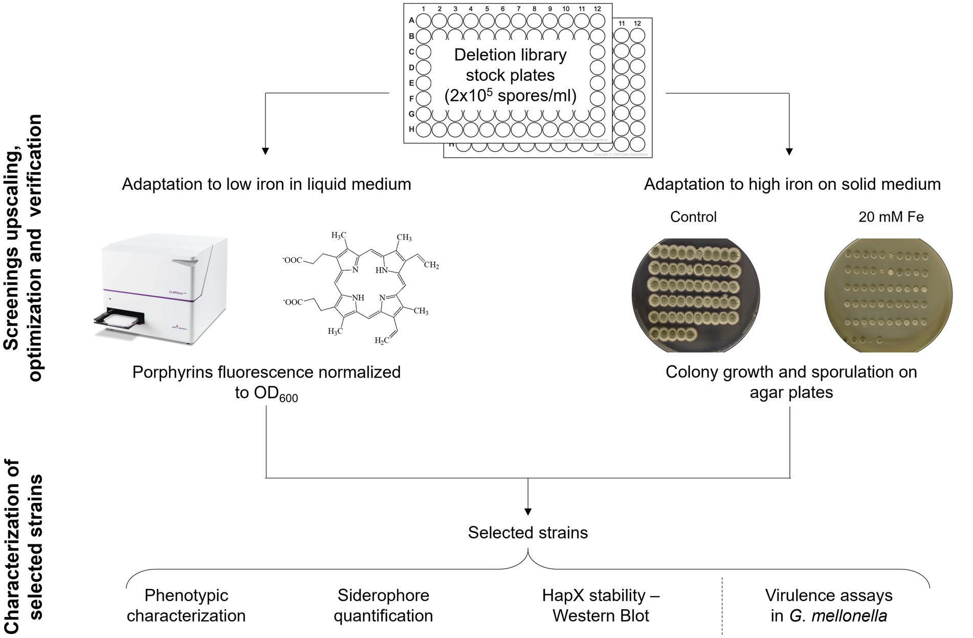 Flowchart illustrating a screening process for strain adaptation under different iron conditions. It begins with deletion library stock plates, then diverges into two pathways: low iron adaptation in liquid medium and high iron adaptation on solid medium. The flowchart includes images of a fluorescence machine and chemical structure, colony growth on agar plates with variations in iron concentration, and subsequent characterization methods such as phenotypic characterization, siderophore quantification, HapX stability via Western Blot, and virulence assays in Galleria mellonella.