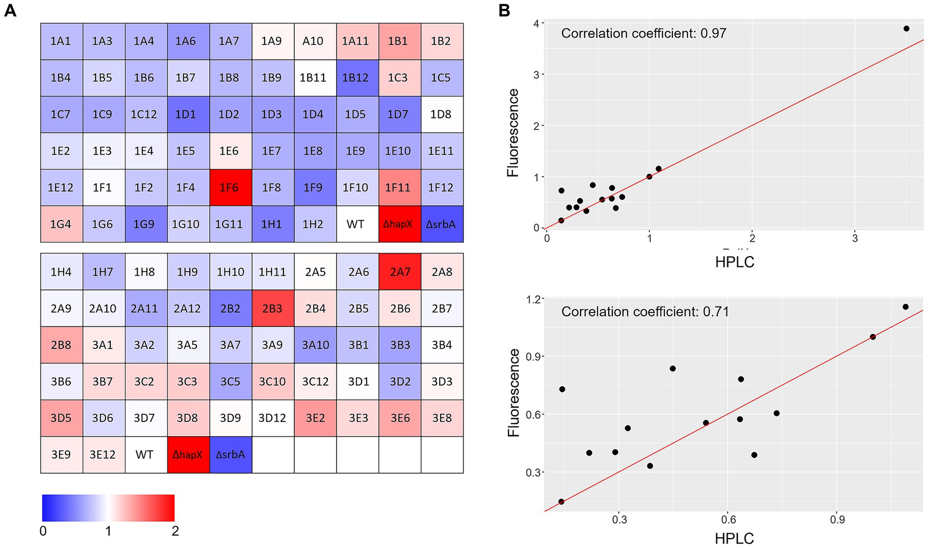 Panel A shows a heat map with coded wells varying from blue to red, representing different conditions or samples. The color gradient indicates varying intensities with blue being low, red high, and white as wild type. Panel B contains two scatter plots with fluorescence versus HPLC data. The top scatter plot has a correlation coefficient of 0.97, indicating strong correlation, while the bottom has a coefficient of 0.71, showing moderate correlation. Both plots show a red trend line through the scattered data points.