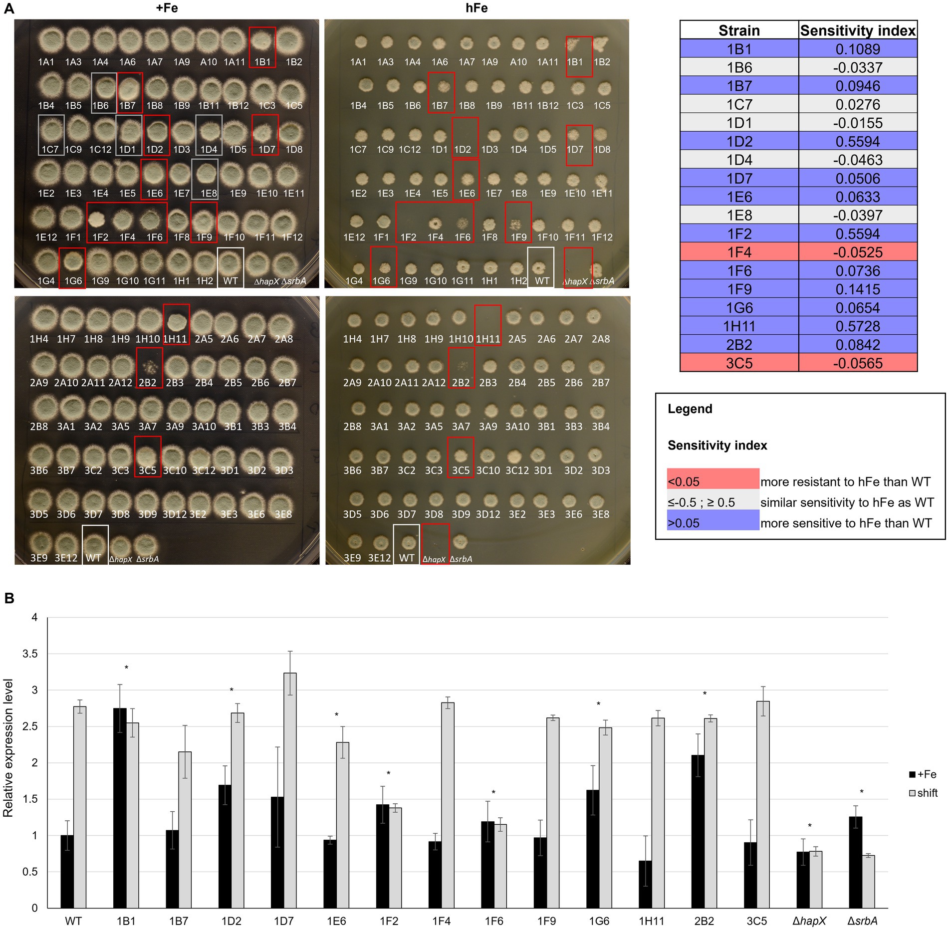 Image consisting of two panels. Panel A displays grids of bacterial colonies grown with different iron concentrations. Each colony has an alphanumeric label. A table and legend indicate the sensitivity index of various strains to high iron concentrations, using color coding for resistance and sensitivity. Panel B contains a bar graph comparing the relative expression levels of certain genes under different conditions, indicated by black and gray bars. The gene labels are the same as those in Panel A. Statistical significance is marked with an asterisk.
