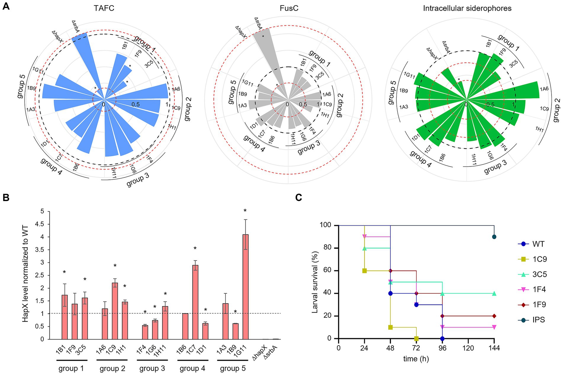 Diagram with three parts labeled A, B, and C. Part A shows three radar charts comparing TAFC, FusC, and intracellular siderophores across five groups with blue, gray, and green shading, respectively. Part B presents a bar graph of HapX levels normalized to wild type across five groups, showing variations and significant differences marked by asterisks. Part C is a line graph depicting larval survival percentages over time for different strains, with time on the x-axis and survival percentage on the y-axis. Each strain is represented by a different colored line and shape.