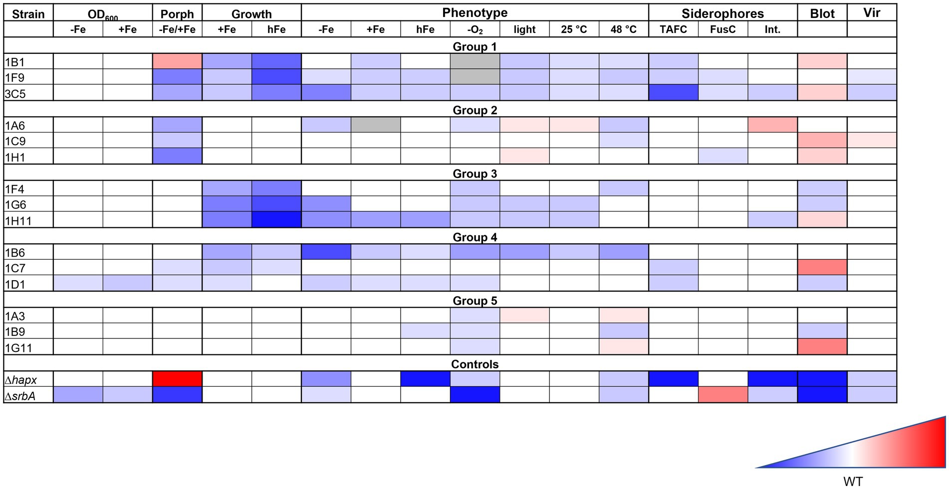 A heatmap chart displaying phenotypic data across different bacterial strains, grouped from one to five, with some controls. Data categories include OD600, porphyrin, growth under various conditions, phenotype, siderophores, blot, and virulence. Color gradients range from red to blue, indicating varying expression or performance levels, with a legend showing blue for lower values and red for higher values relative to a wild type.