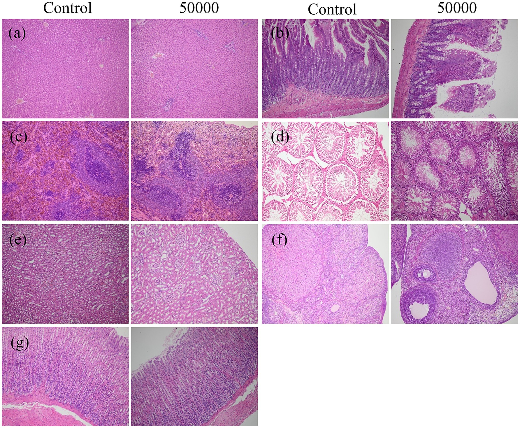 Microscopic images comparing tissue samples under control and treated conditions labeled as